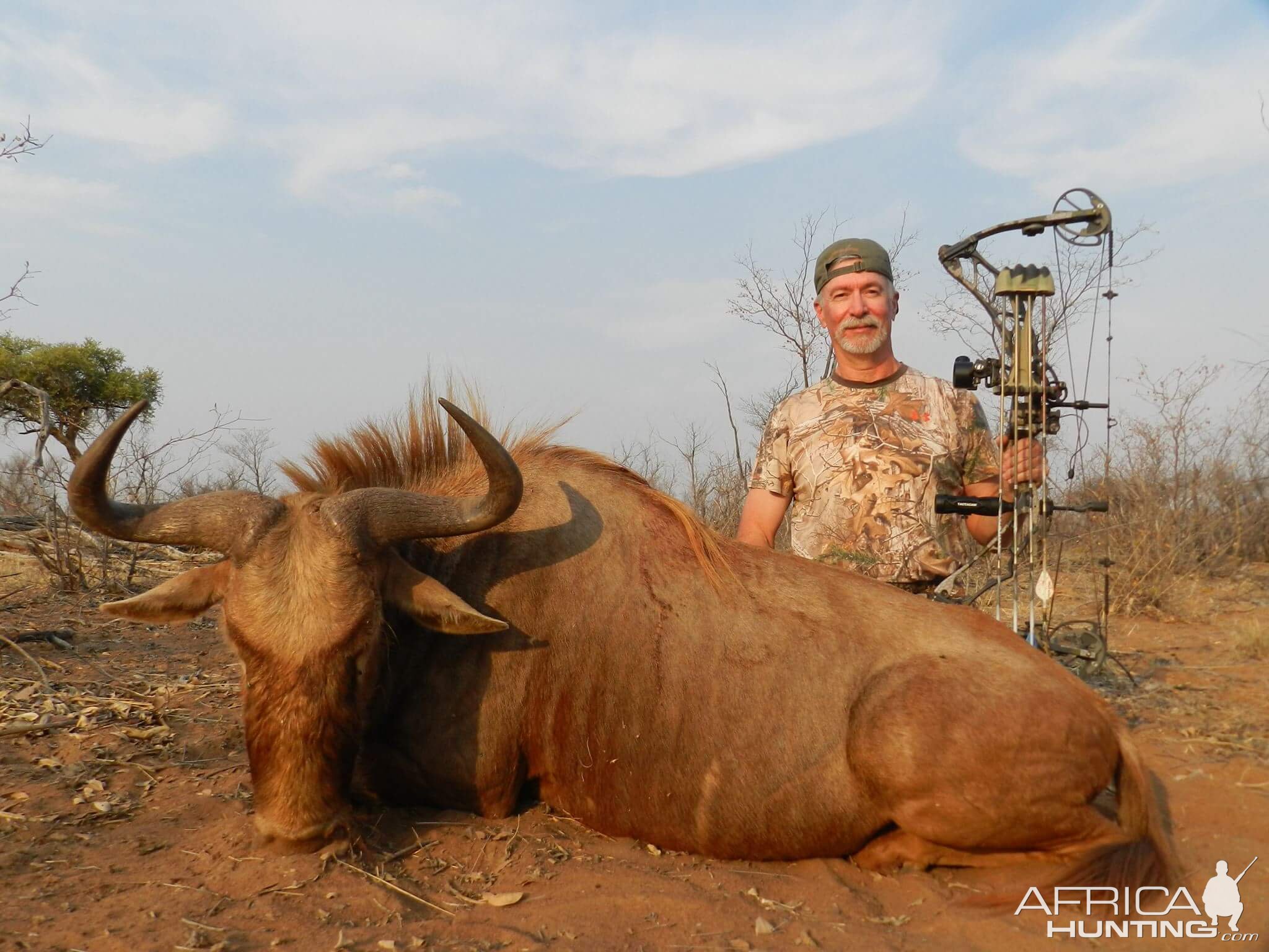 South Africa Bow Hunting Golden Wildebeest