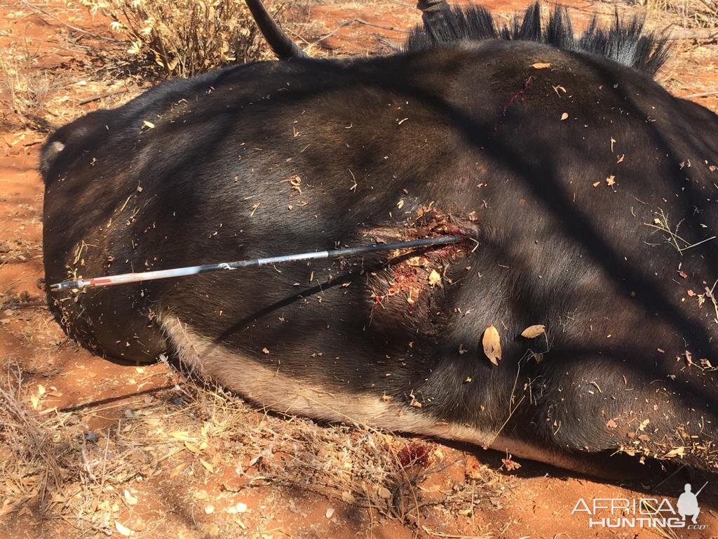 South Africa Bow Hunting Sable Antelope