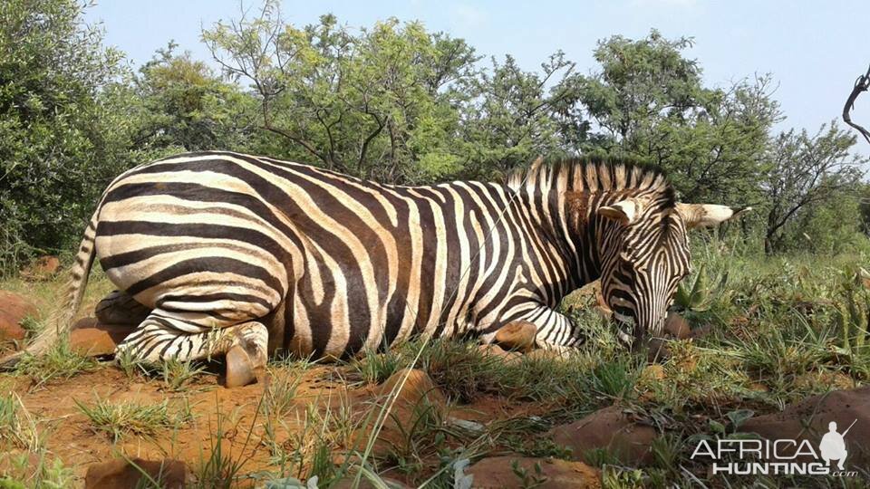 South Africa Burchell's Plain Zebra Hunting