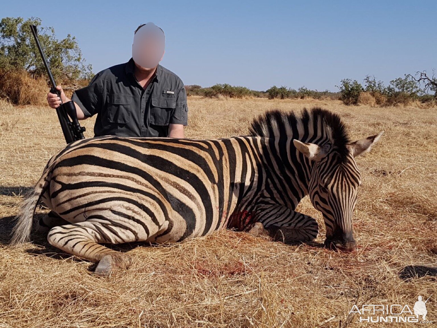 South Africa Burchell's Plain Zebra Hunting