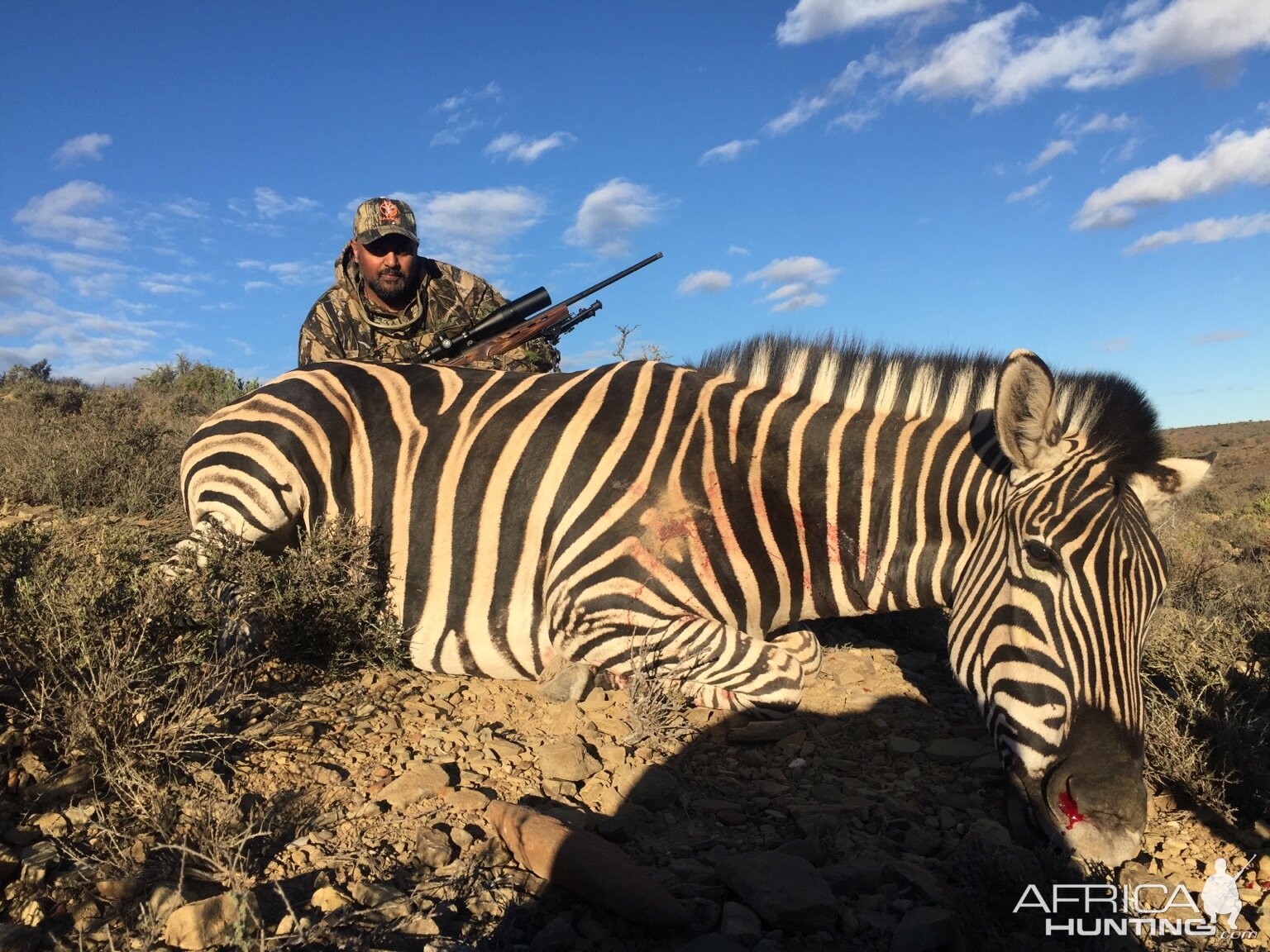 South Africa Burchell's Plain Zebra Hunting