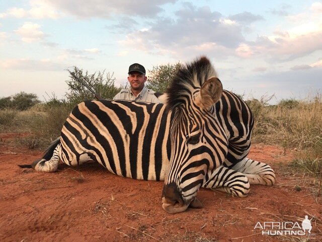 South Africa Burchell's Plain Zebra Hunting