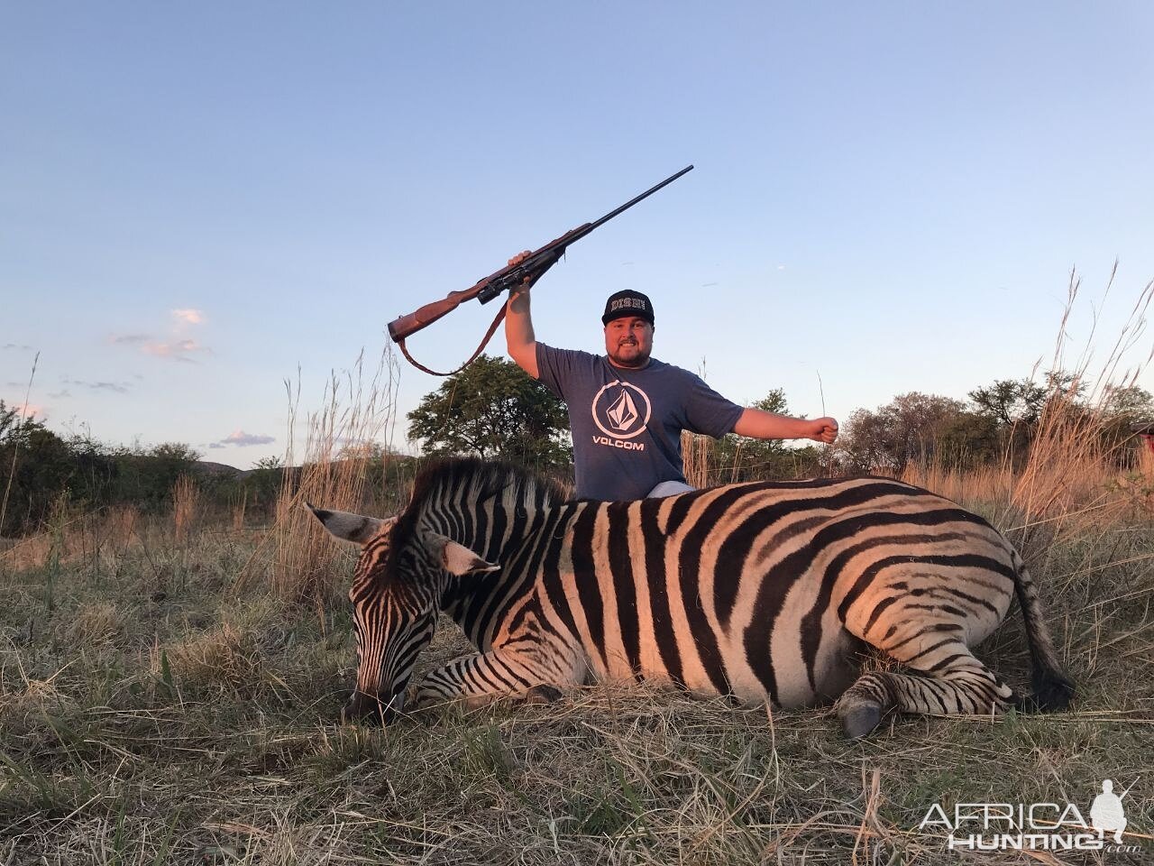 South Africa Burchell's Plain Zebra Hunting