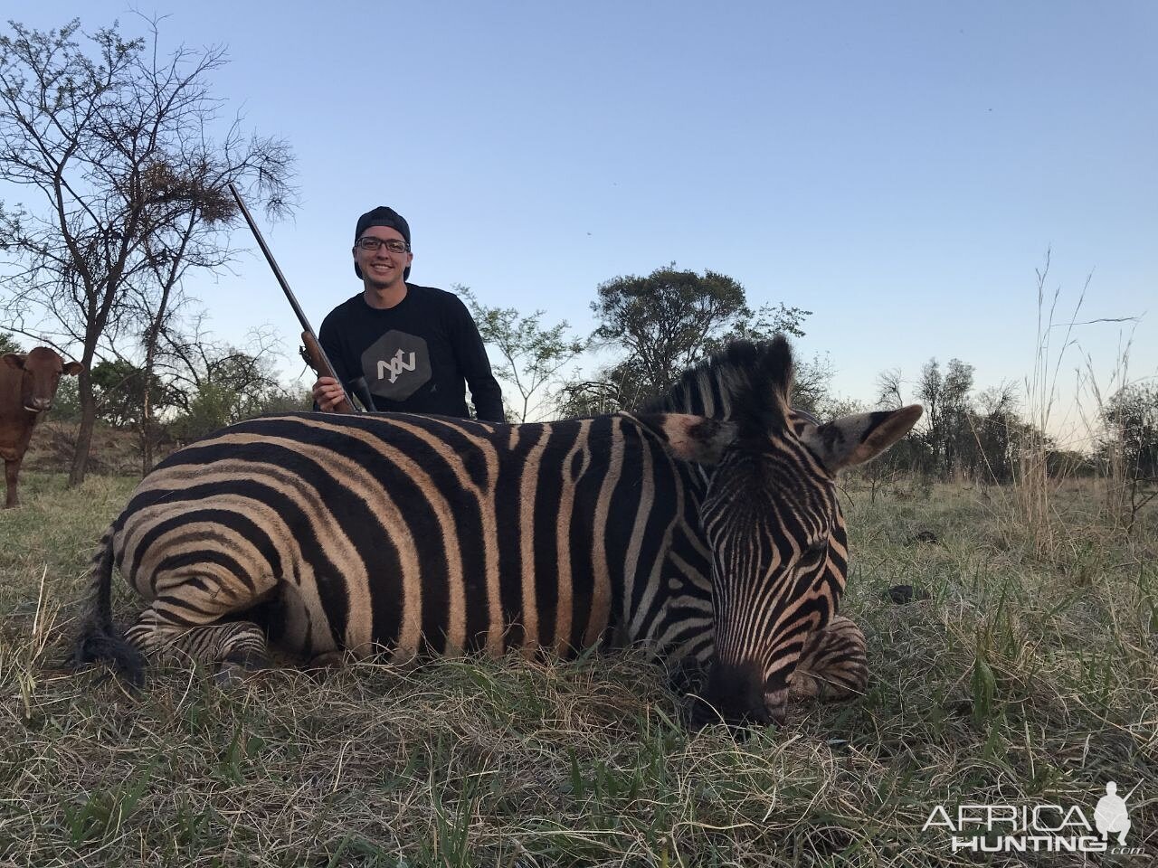 South Africa Burchell's Plain Zebra Hunting