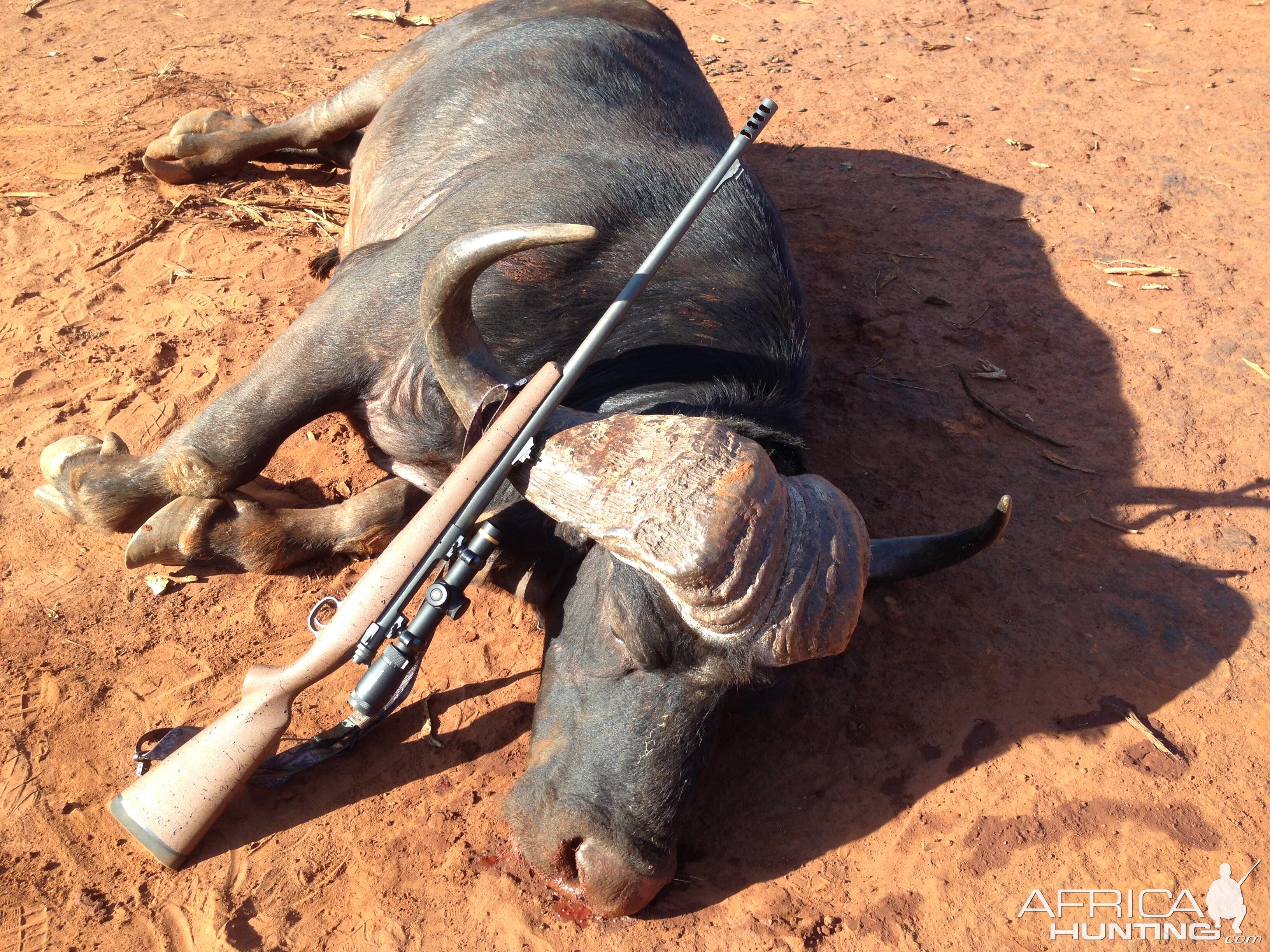 South Africa Cape Buffalo Hunt
