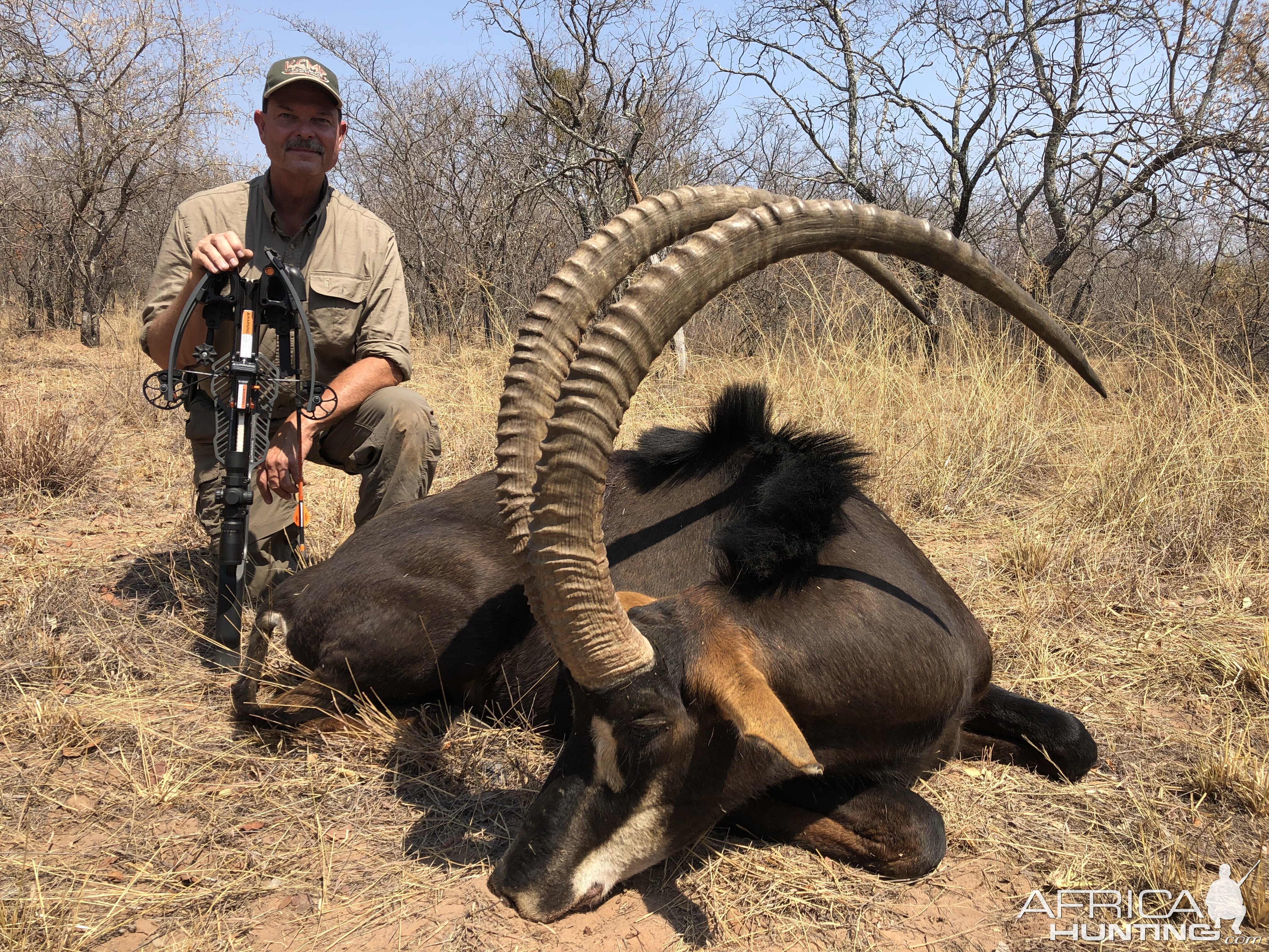 South Africa Crossbow Hunt 47.5" Inch Sable Antelope with 10+ inch bases