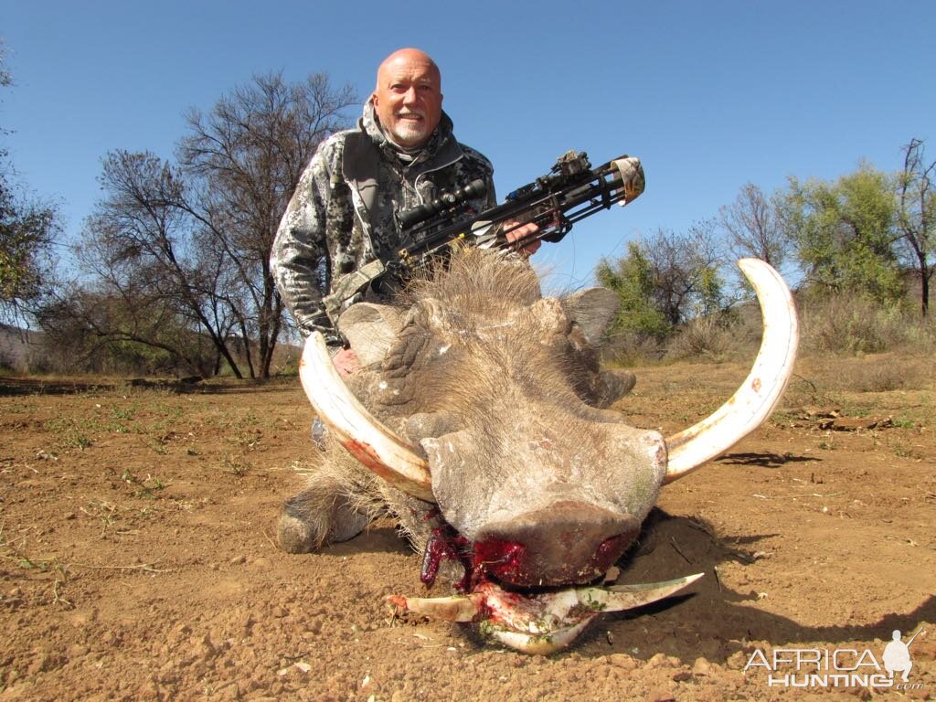 South Africa Crossbow Hunting Warthog