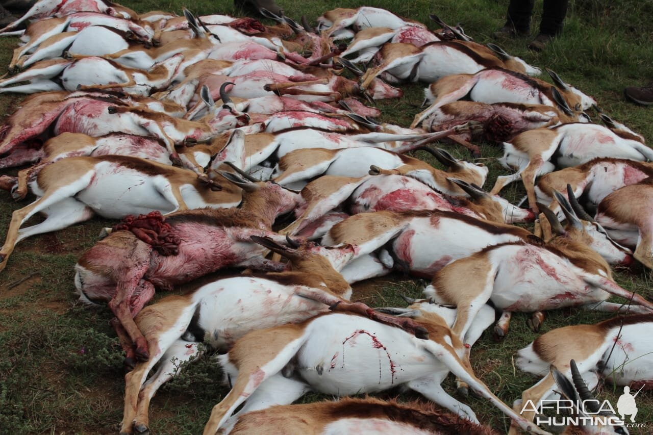 South Africa Cull Hunting Springbok