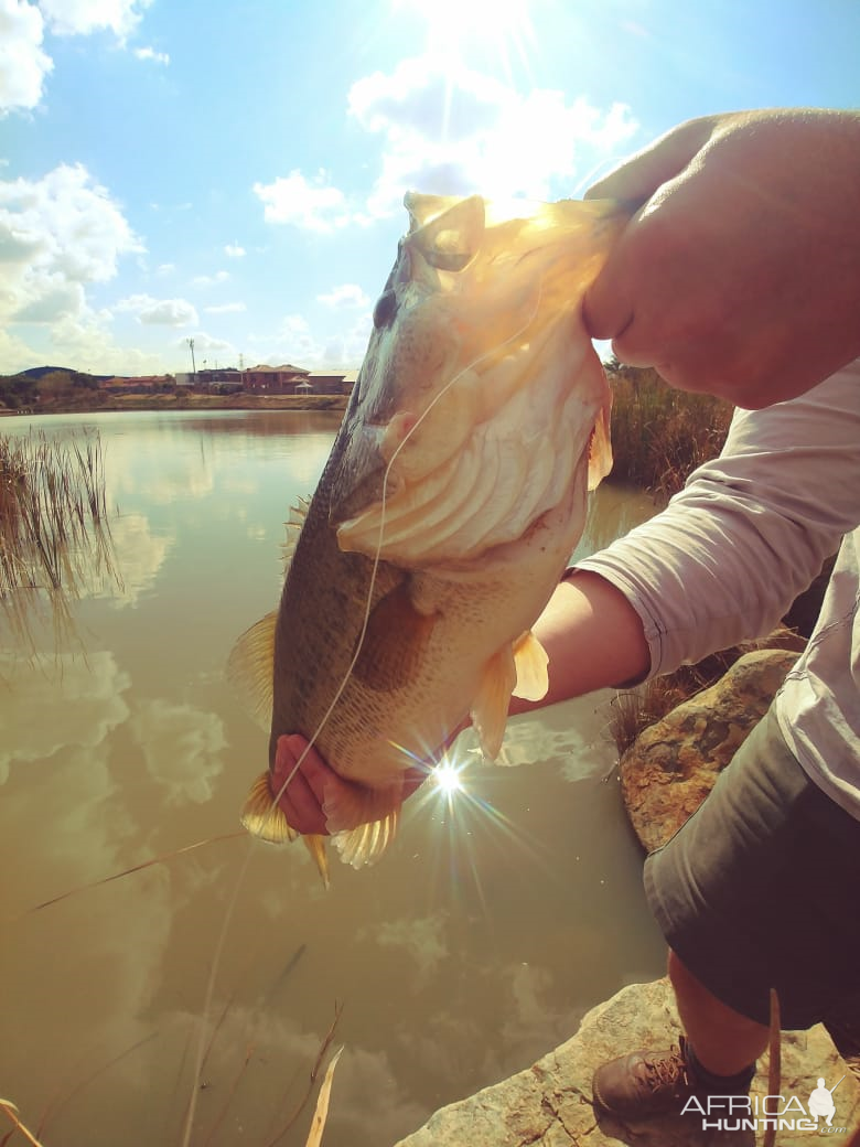 South Africa Fishing Bass
