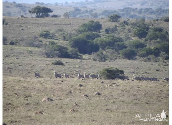 South Africa Gemsbok