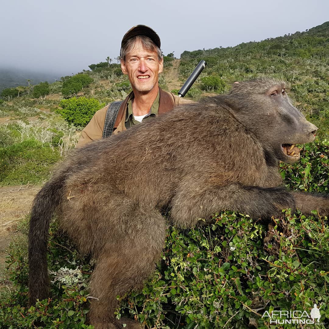 South Africa Hunt Baboon