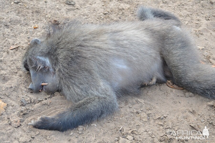 South Africa Hunt Baboon