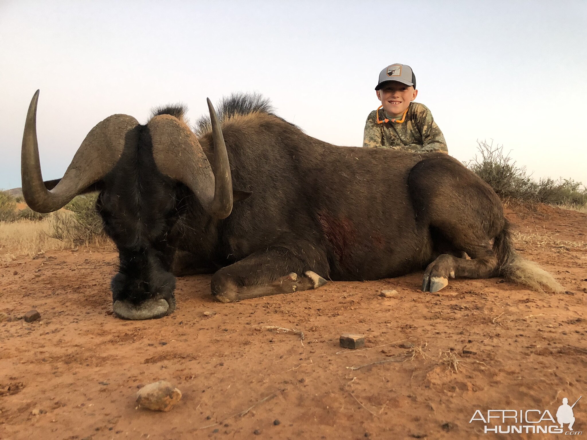 South Africa Hunt Black Wildebeest