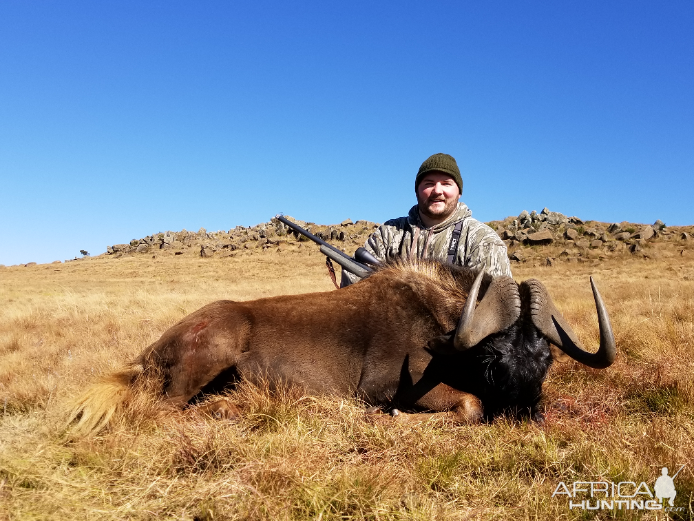 South Africa Hunt Black Wildebeest