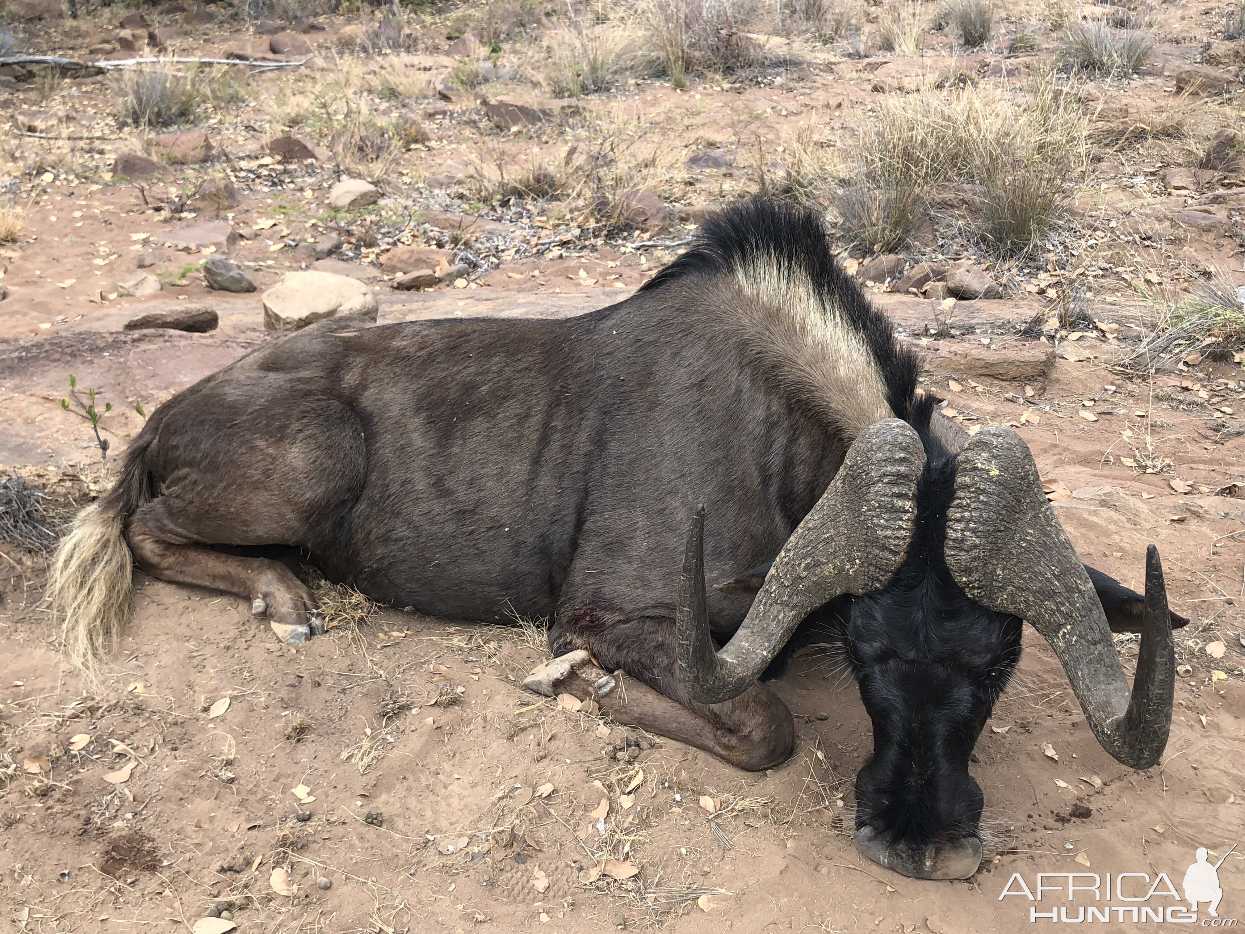 South Africa Hunt Black Wildebeest