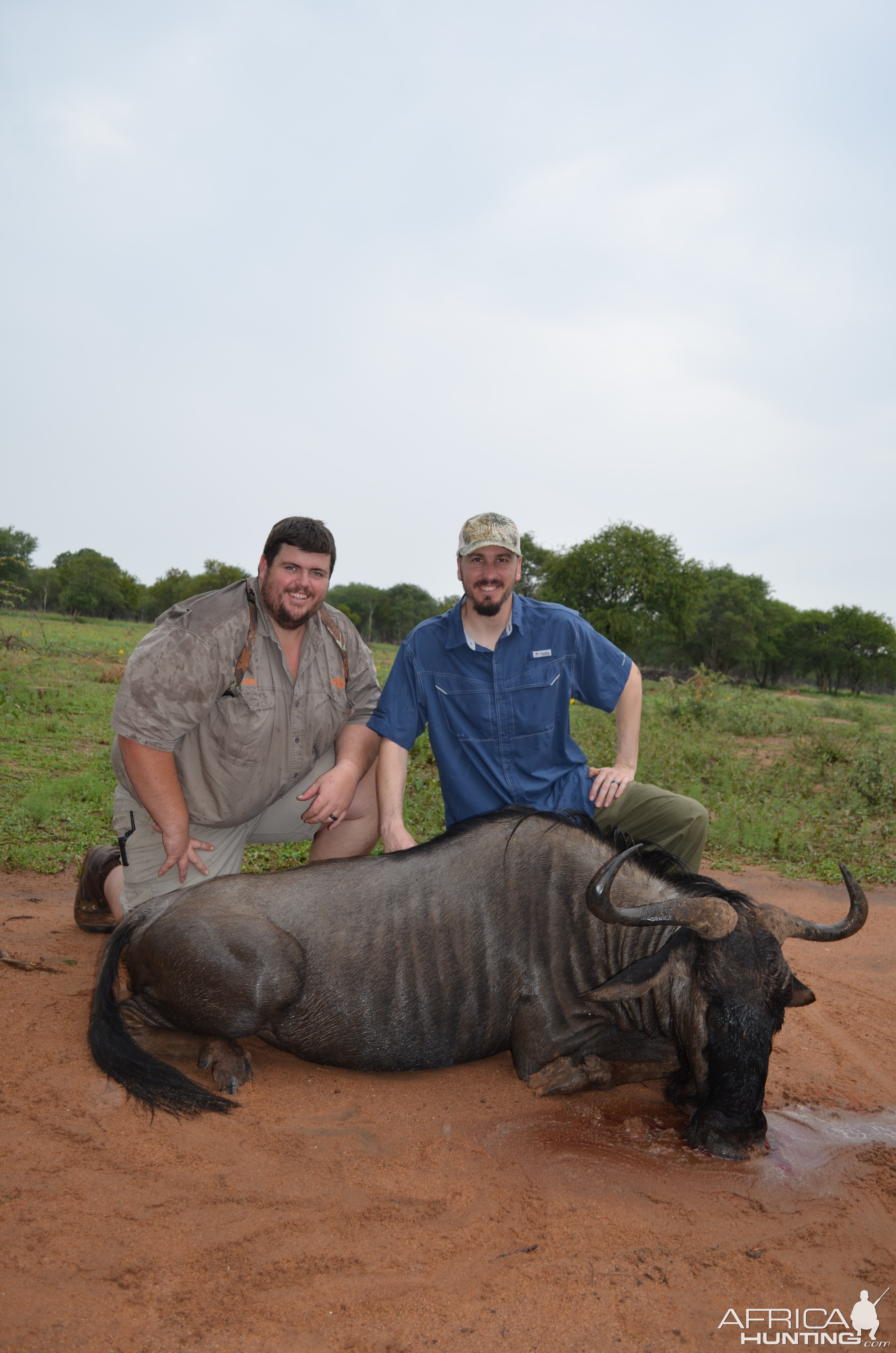 South Africa Hunt Blue Wildebeest