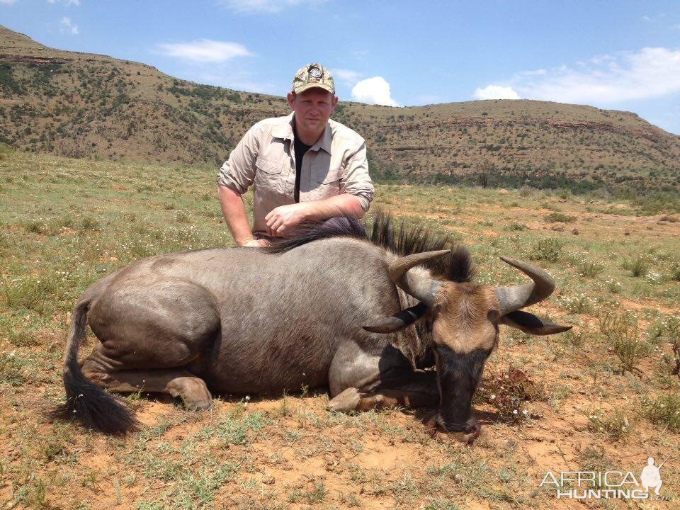 South Africa Hunt Blue Wildebeest