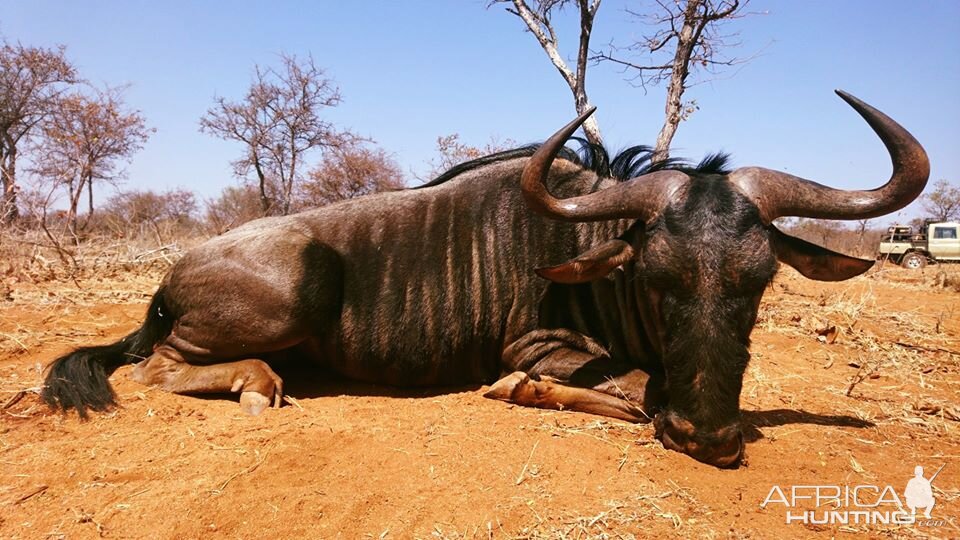 South Africa Hunt Blue Wildebeest