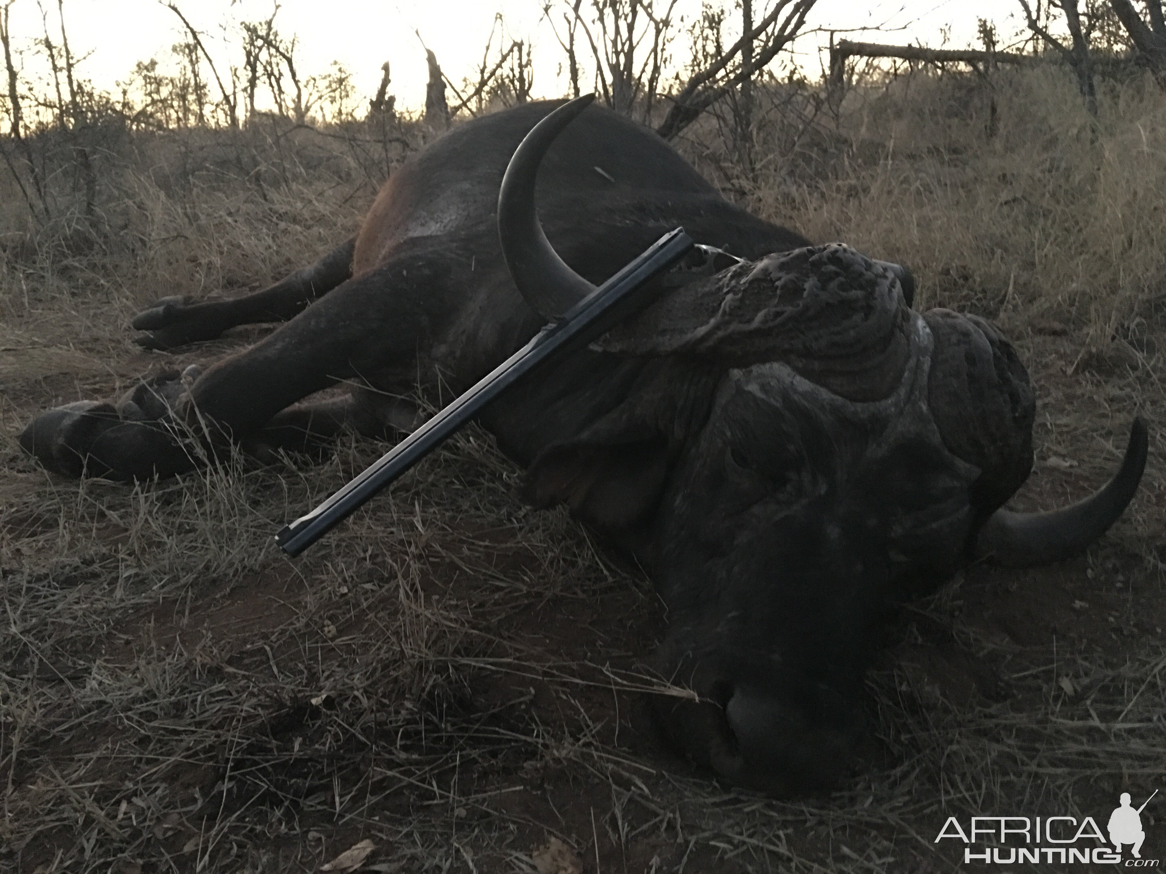 South Africa Hunt Buffalo