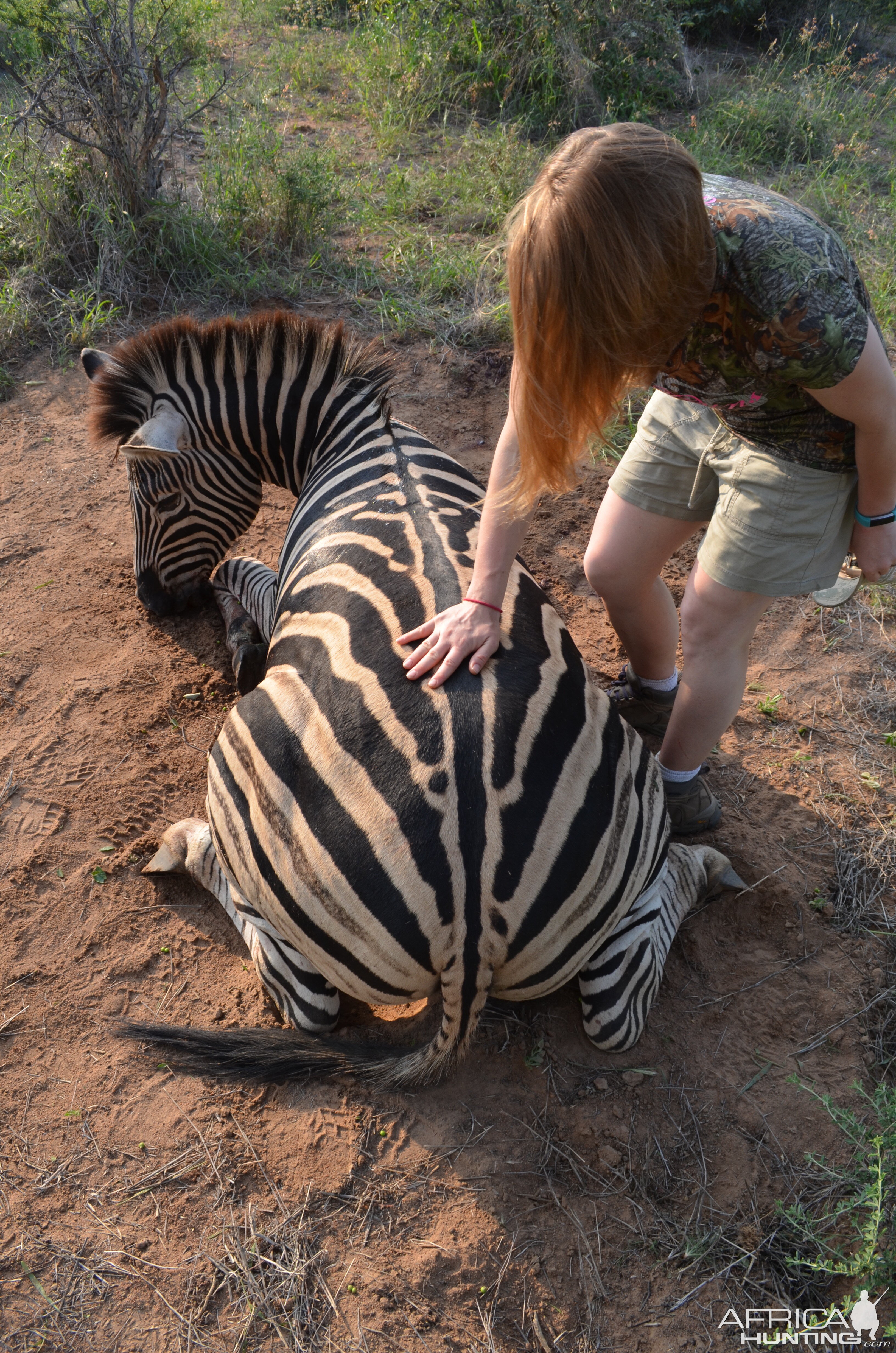 South Africa Hunt Burchell's Plain Zebra