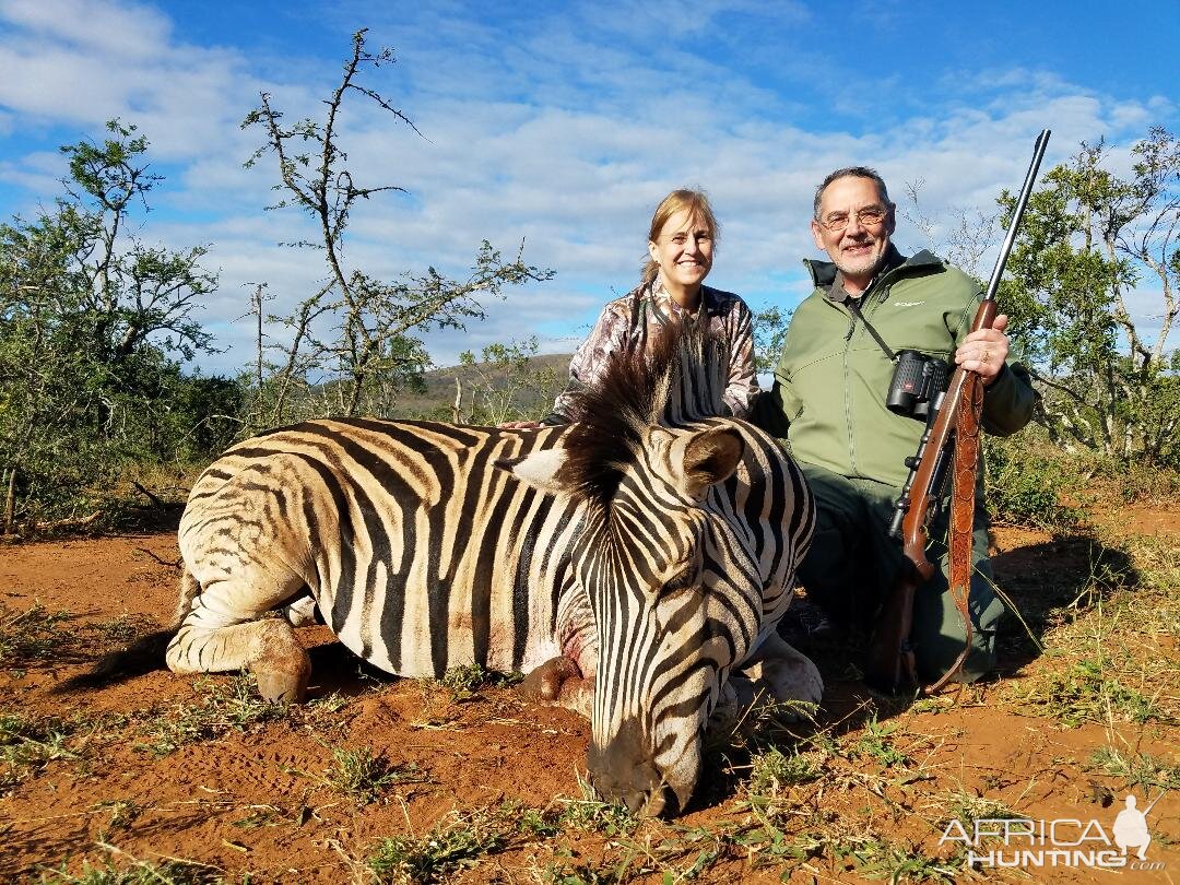 South Africa Hunt Burchell's Plain Zebra