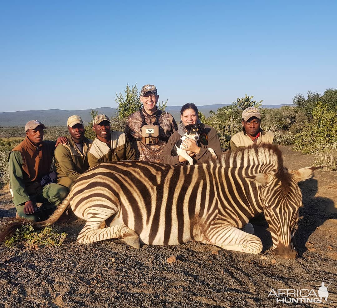 South Africa Hunt Burchell's Plain Zebra