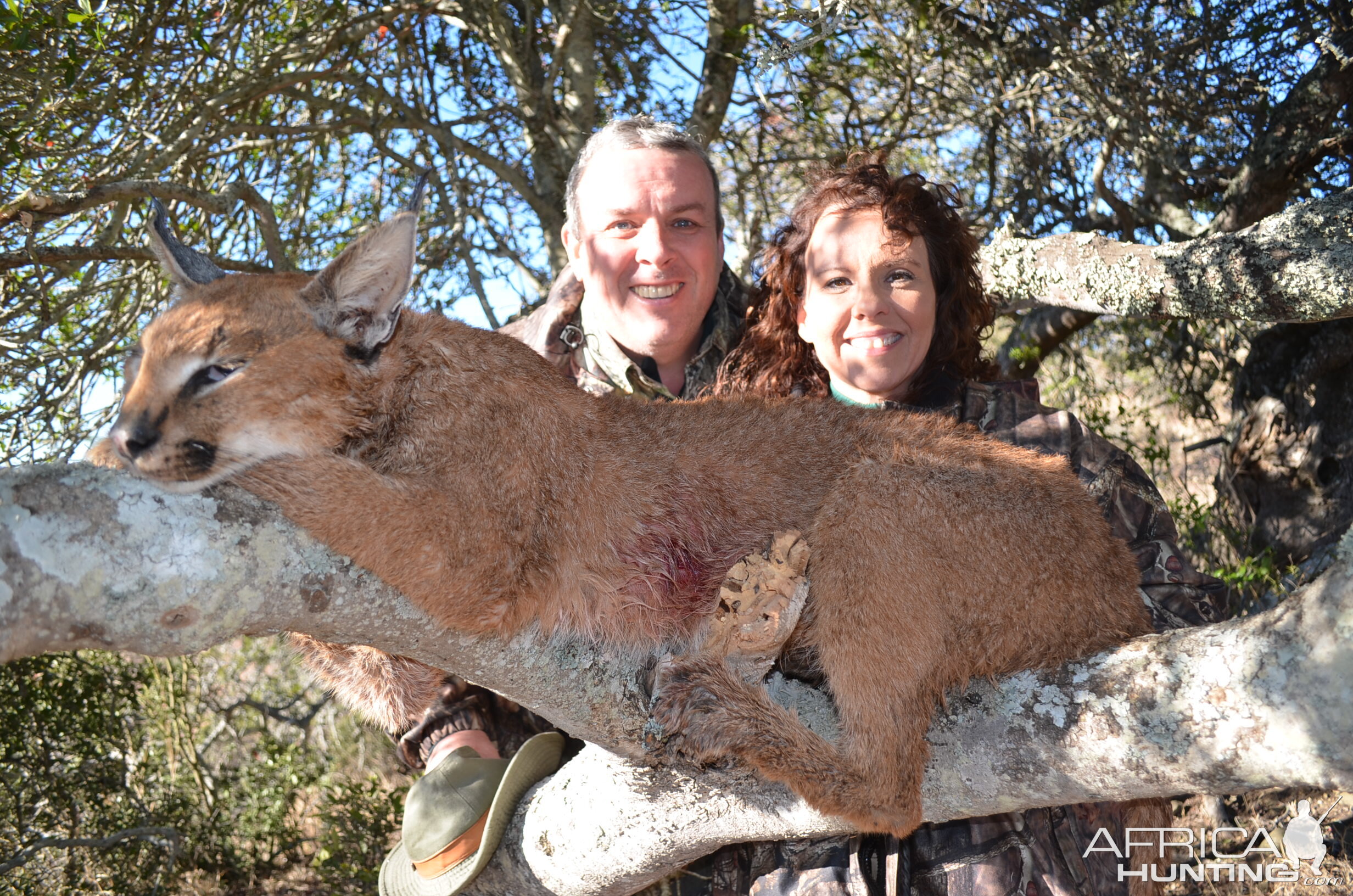 South Africa Hunt Caracal