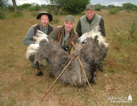 South Africa Hunt Female Ostrich