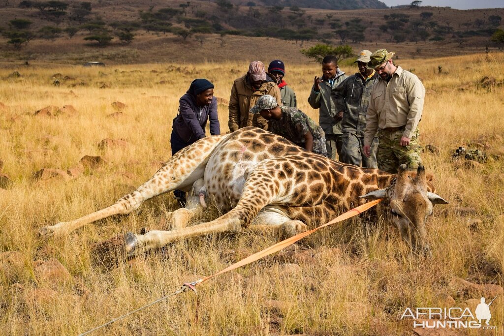 South Africa Hunt Giraffe
