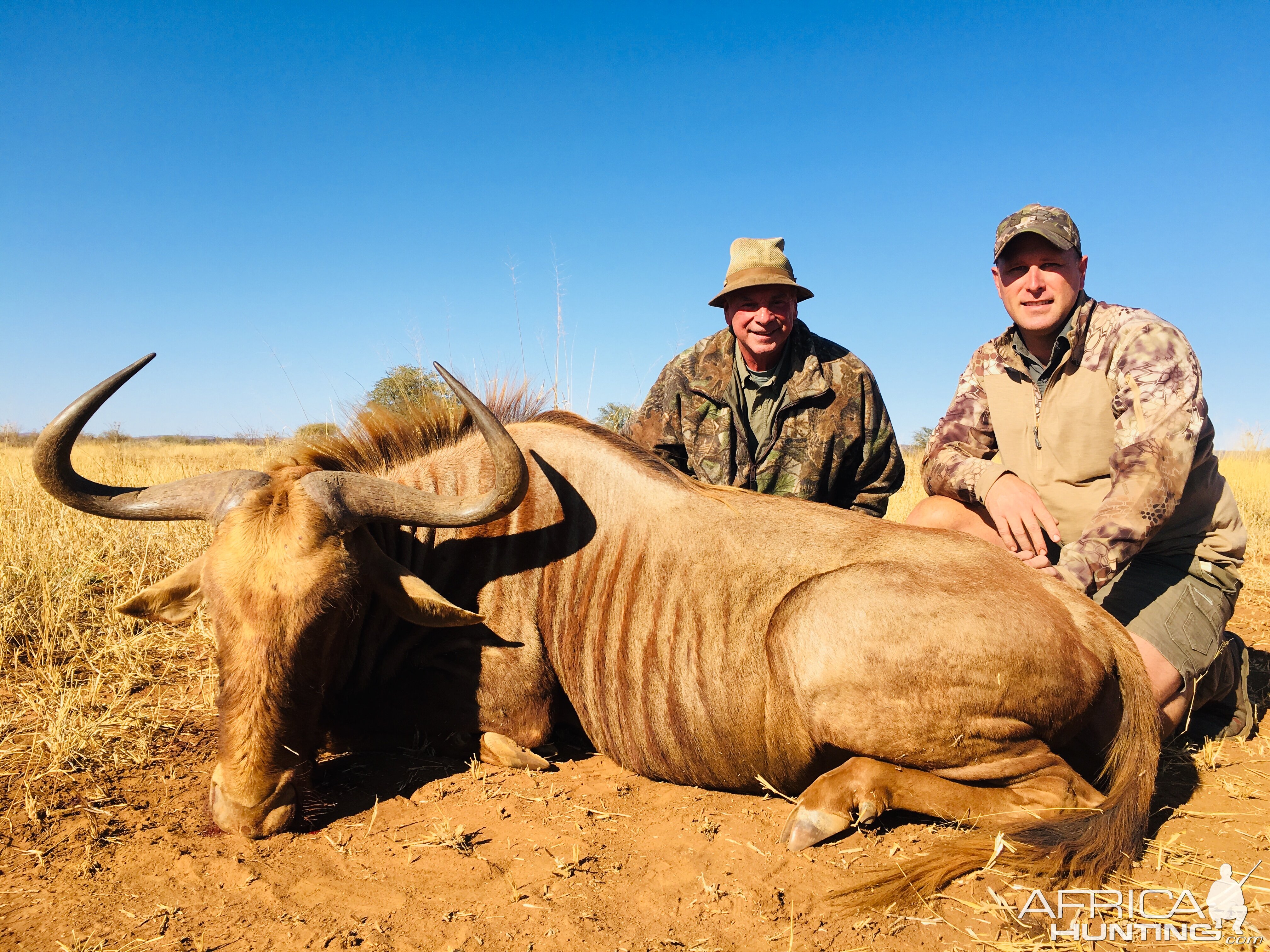 South Africa Hunt Golden Wildebeest