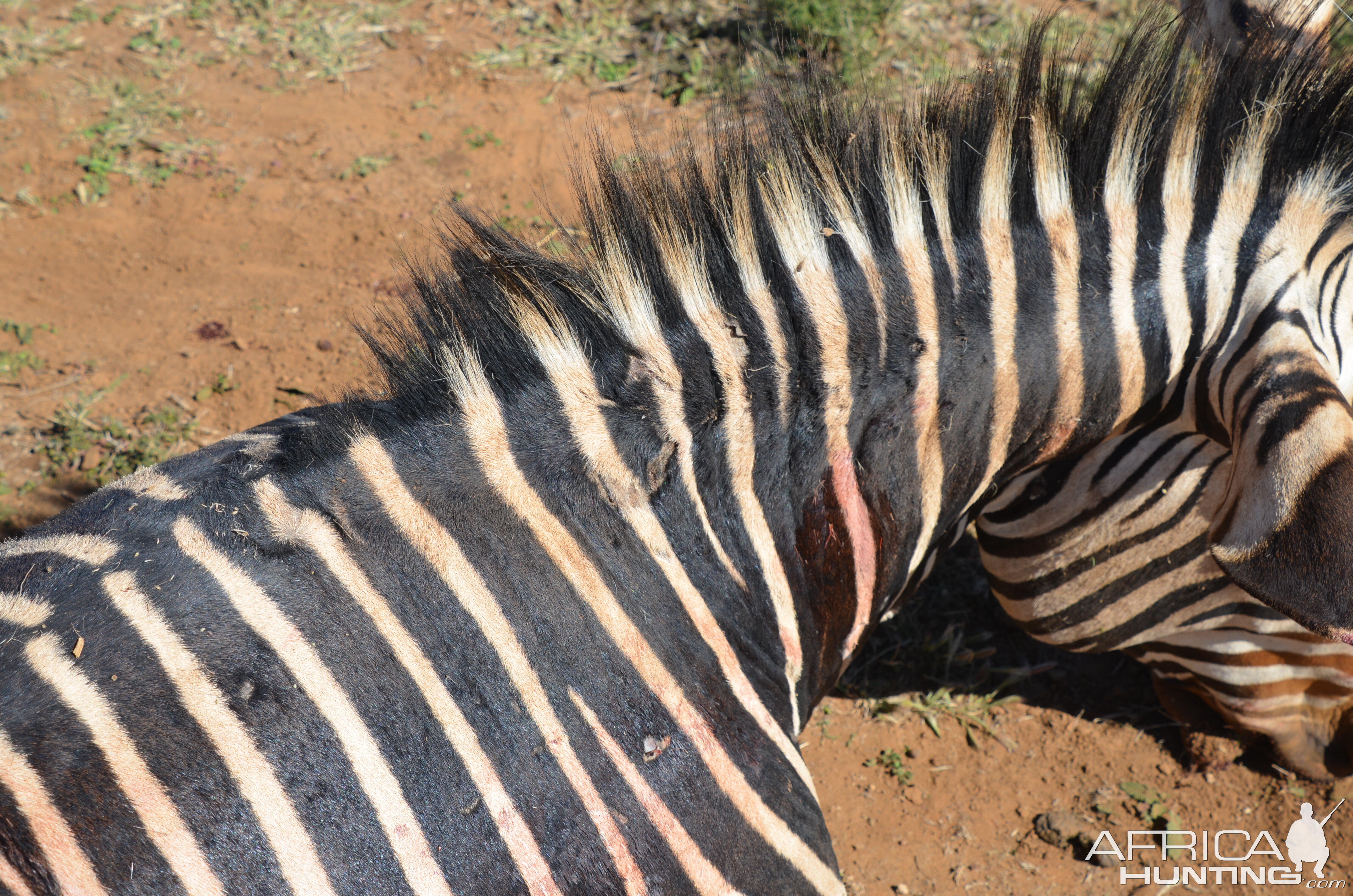 South Africa Hunt Hartmann's Mountain Zebra