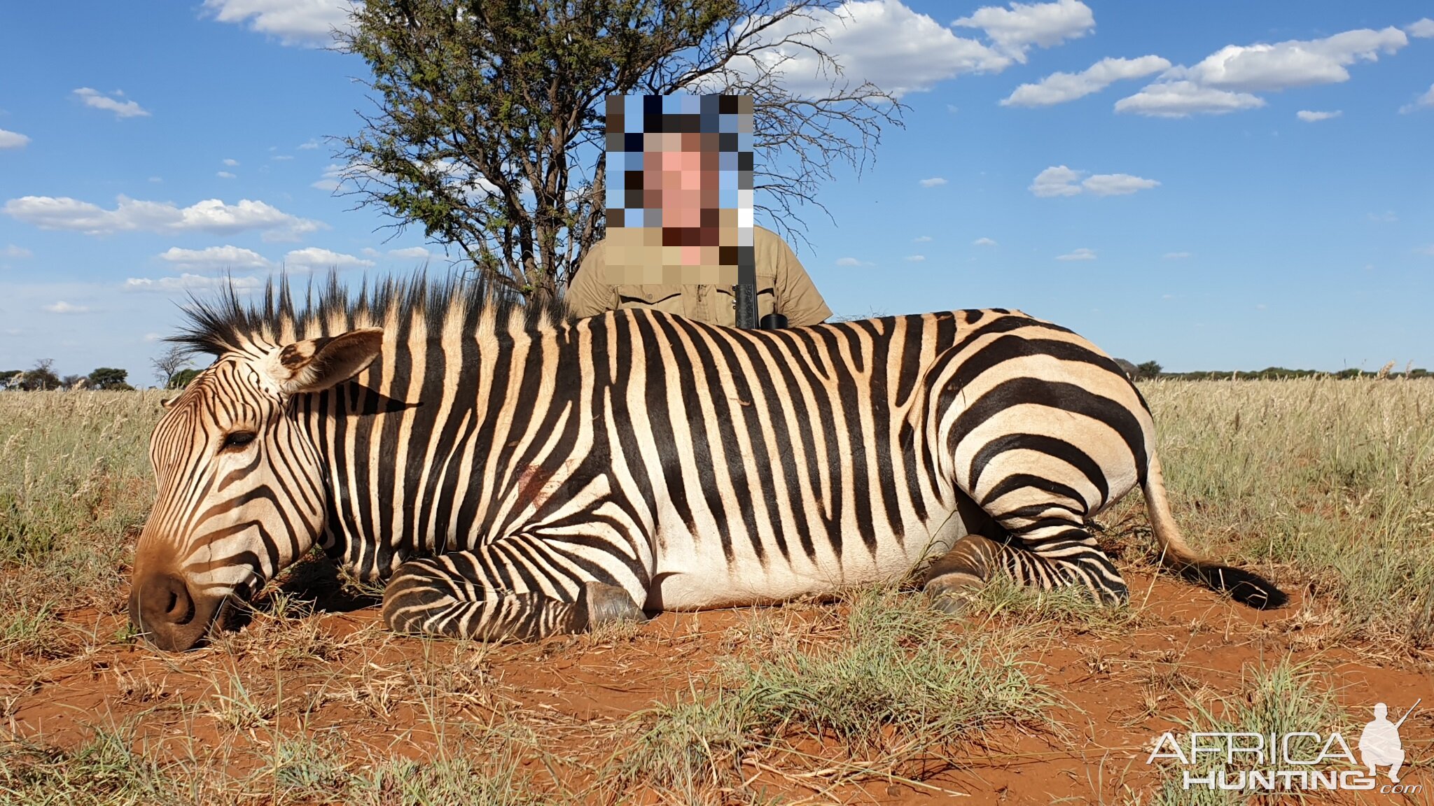 South Africa Hunt Hartmann's Mountain Zebra