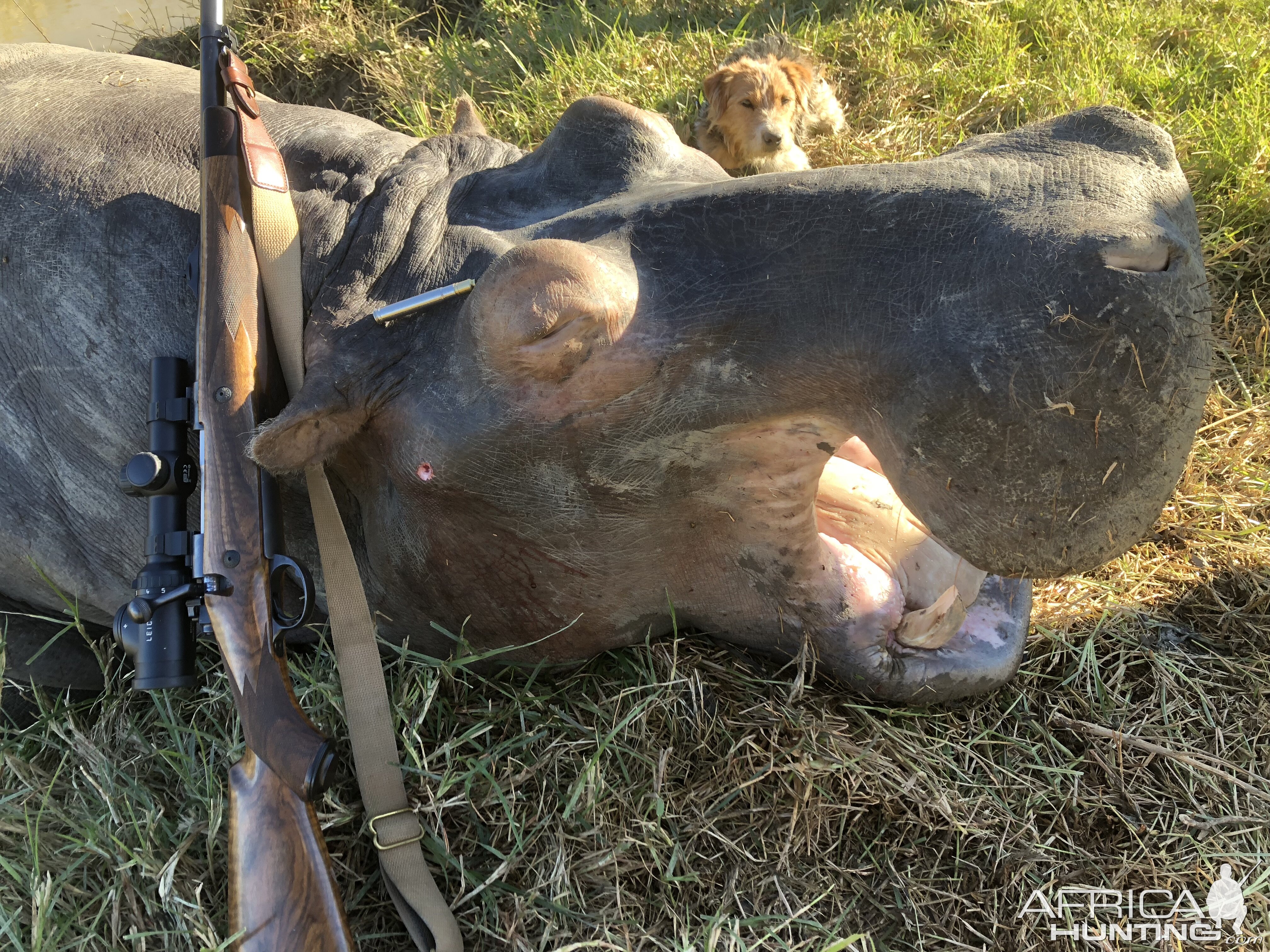 South Africa Hunt Hippo