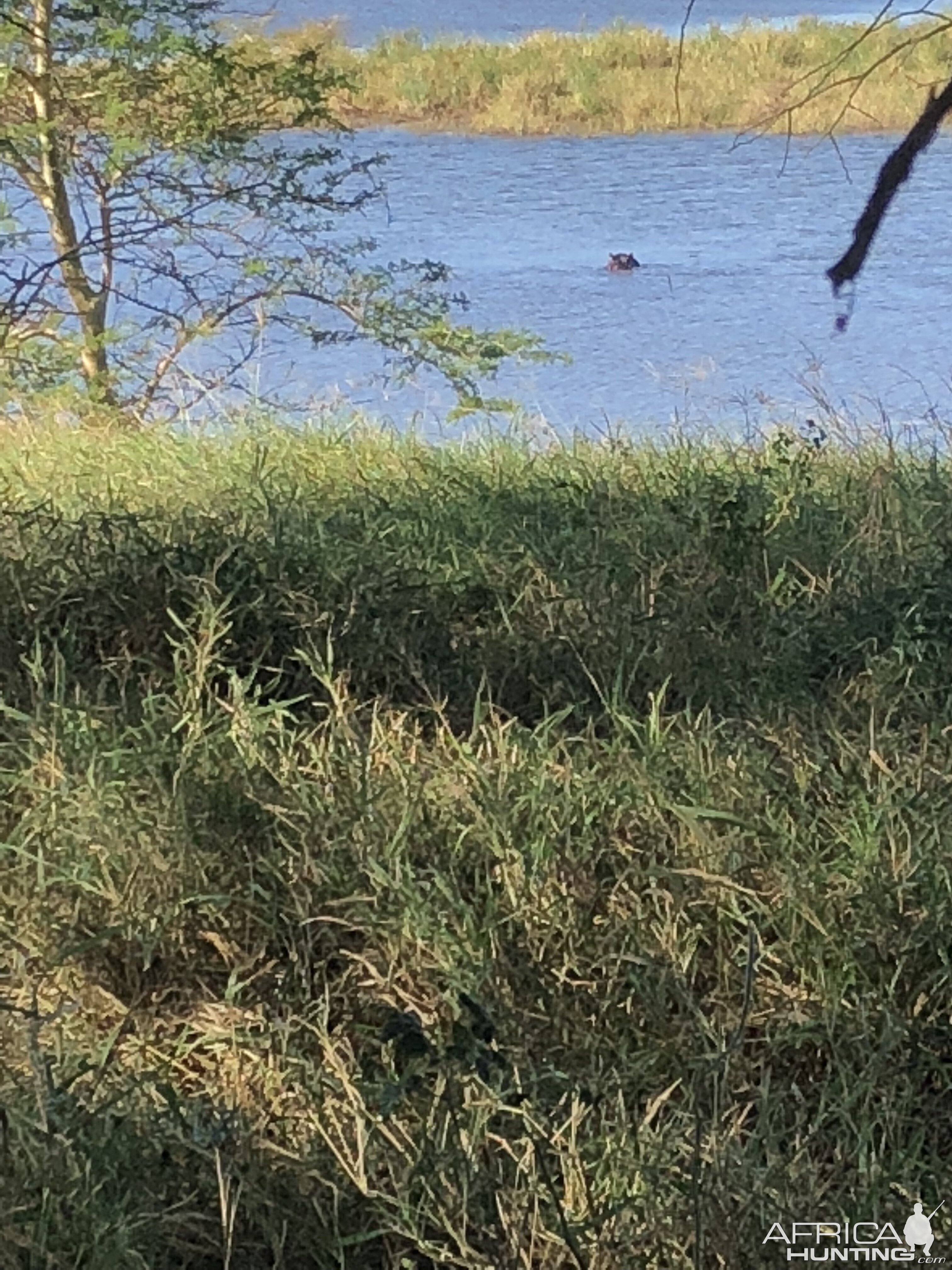 South Africa Hunt Hippo