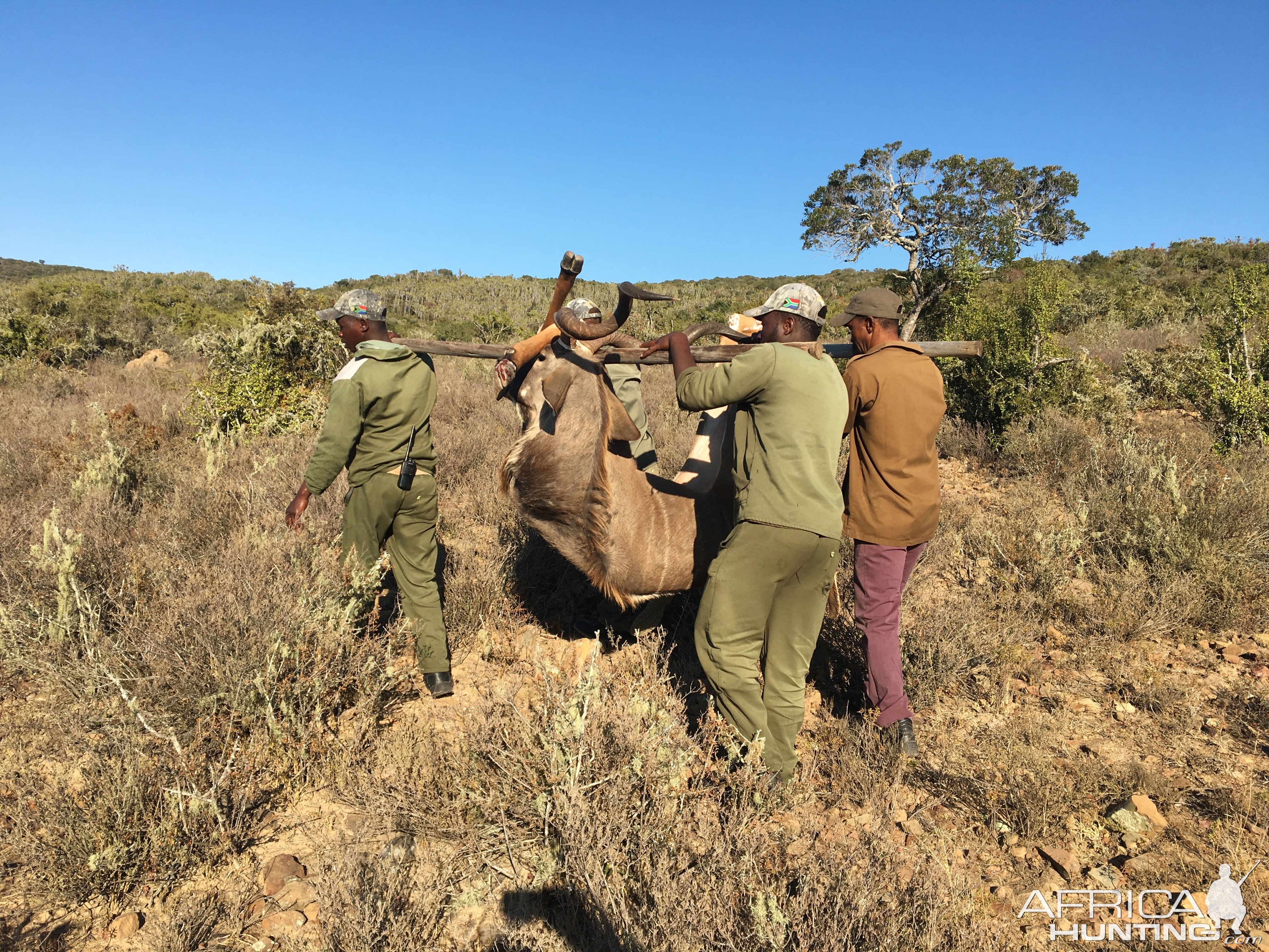 South Africa Hunt Kudu