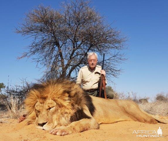 South Africa Hunt Lion