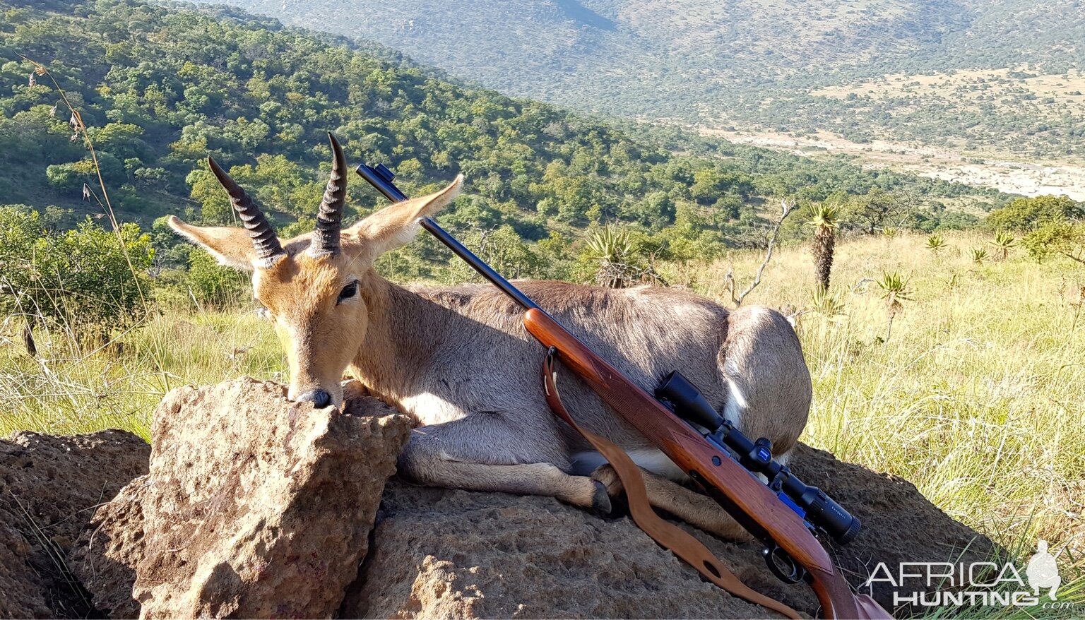 South Africa Hunt Mountain Reedbuck