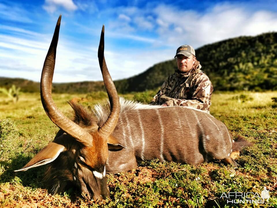 South Africa Hunt Nyala