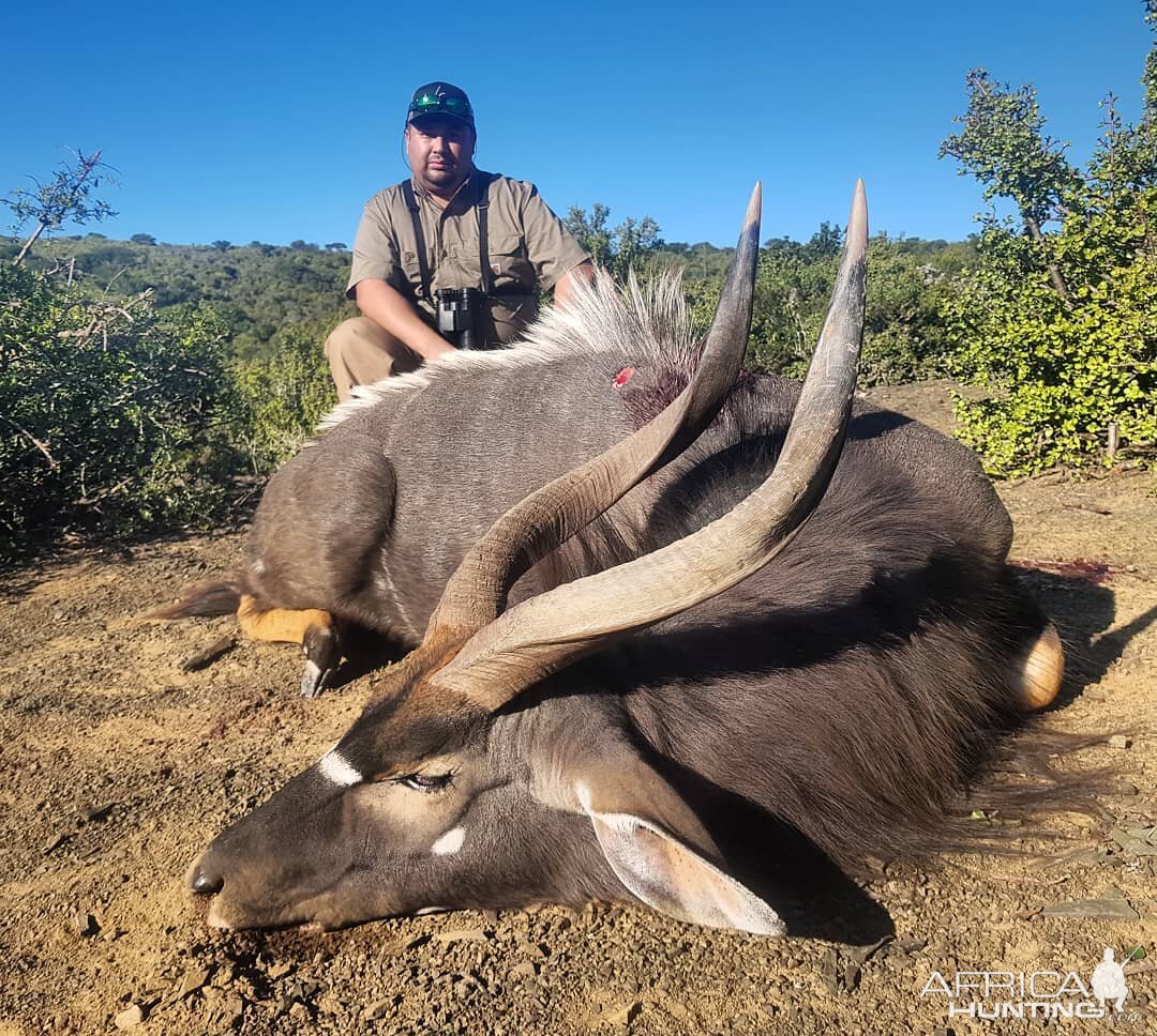 South Africa Hunt Nyala