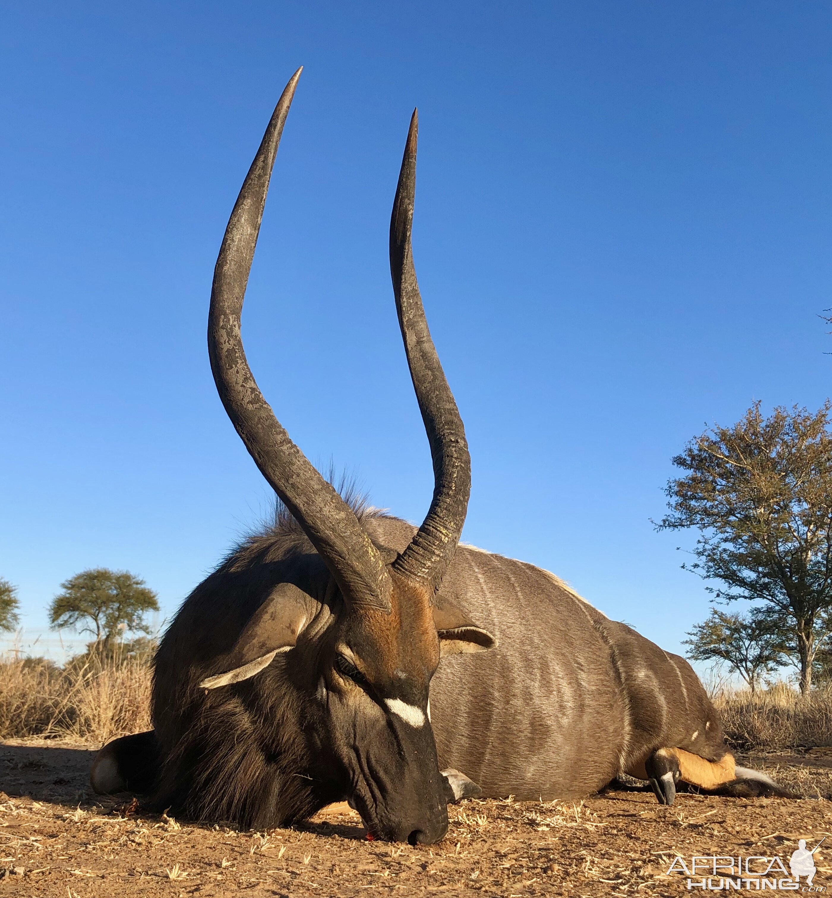 South Africa Hunt Nyala