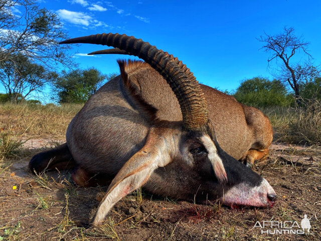 South Africa Hunt Roan Antelope