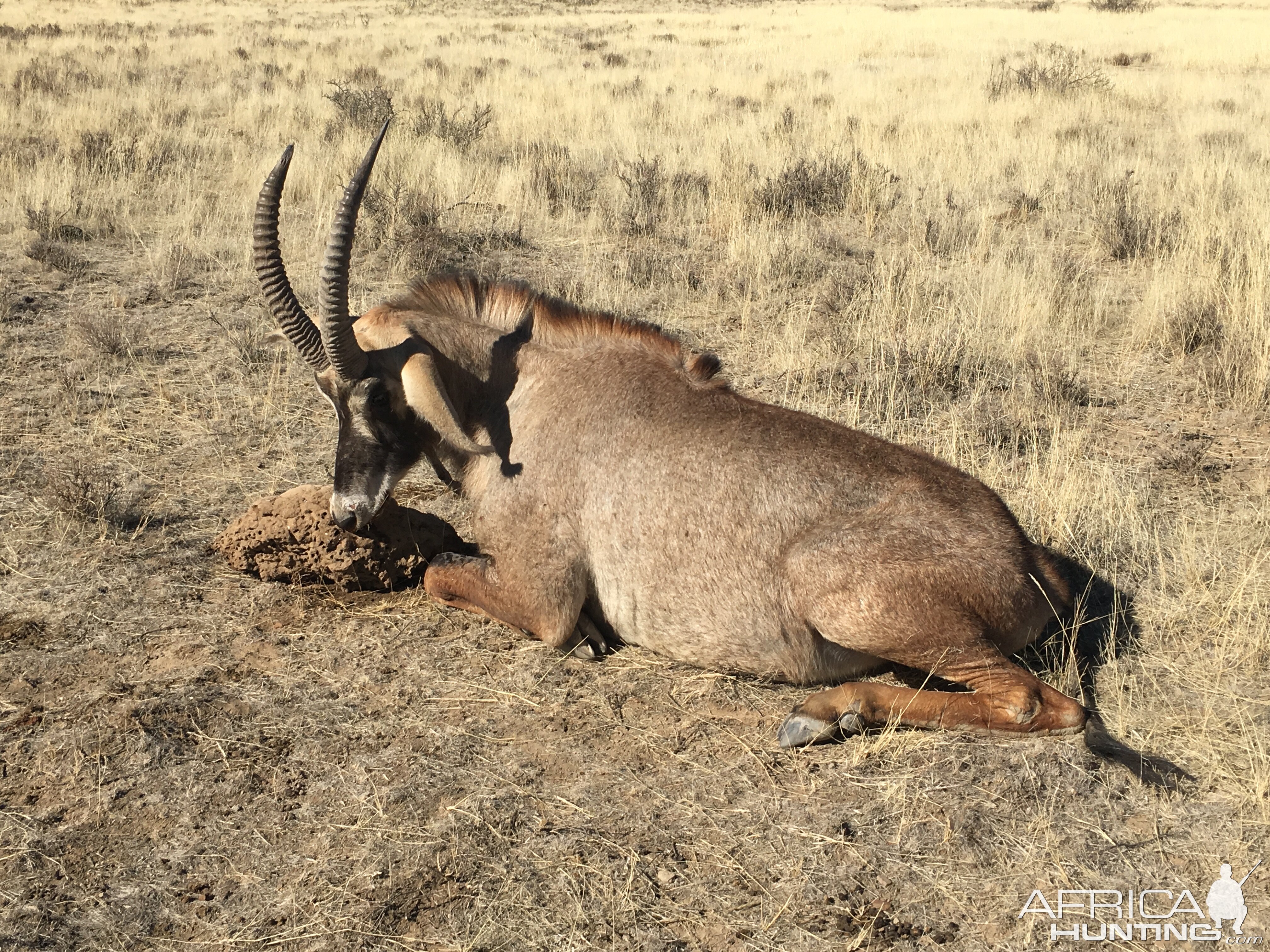 South Africa Hunt Roan