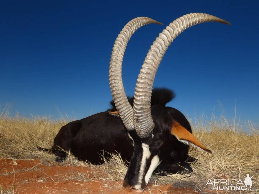 South Africa Hunt Sable Antelope