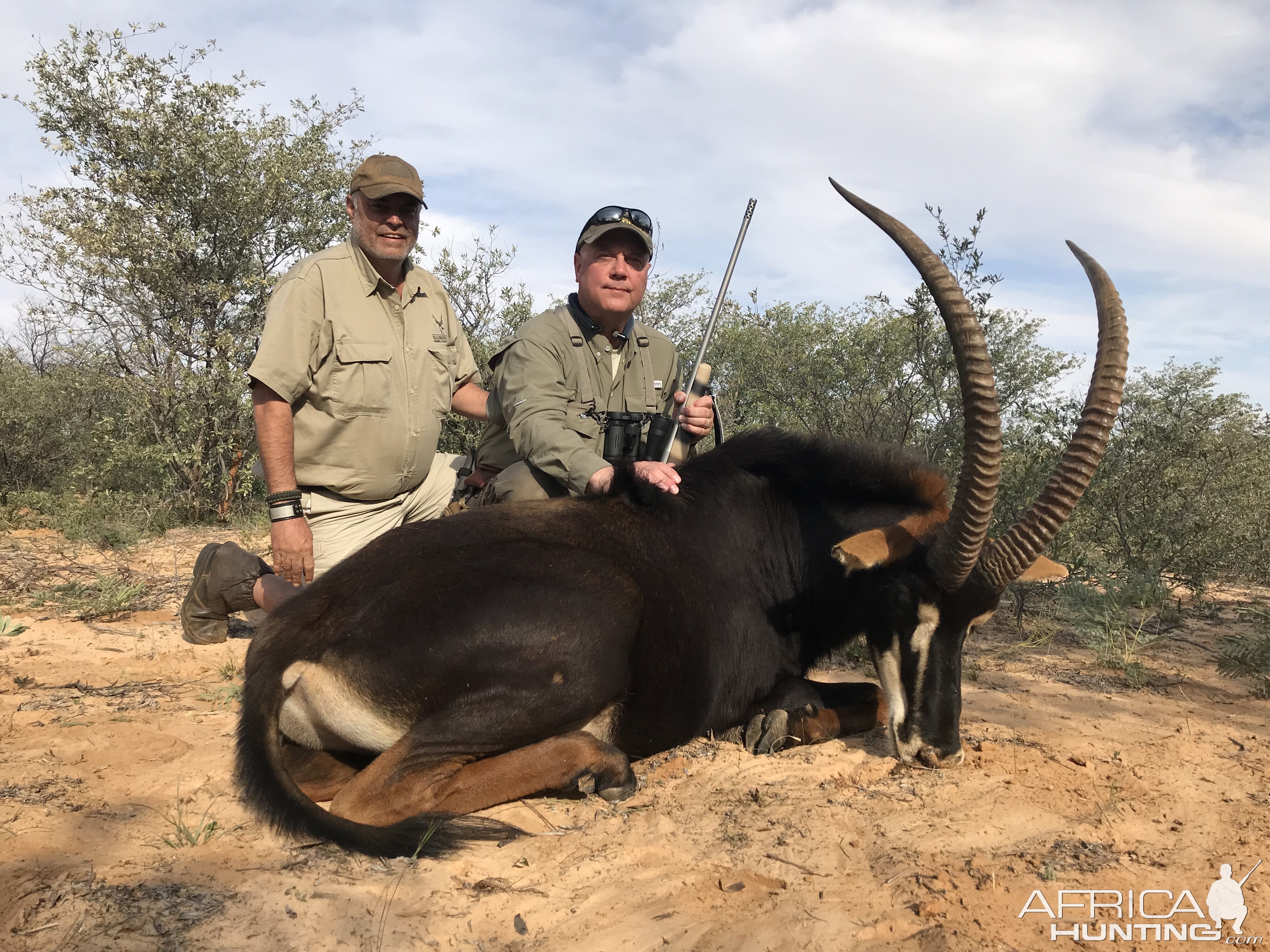 South Africa Hunt Sable Antelope