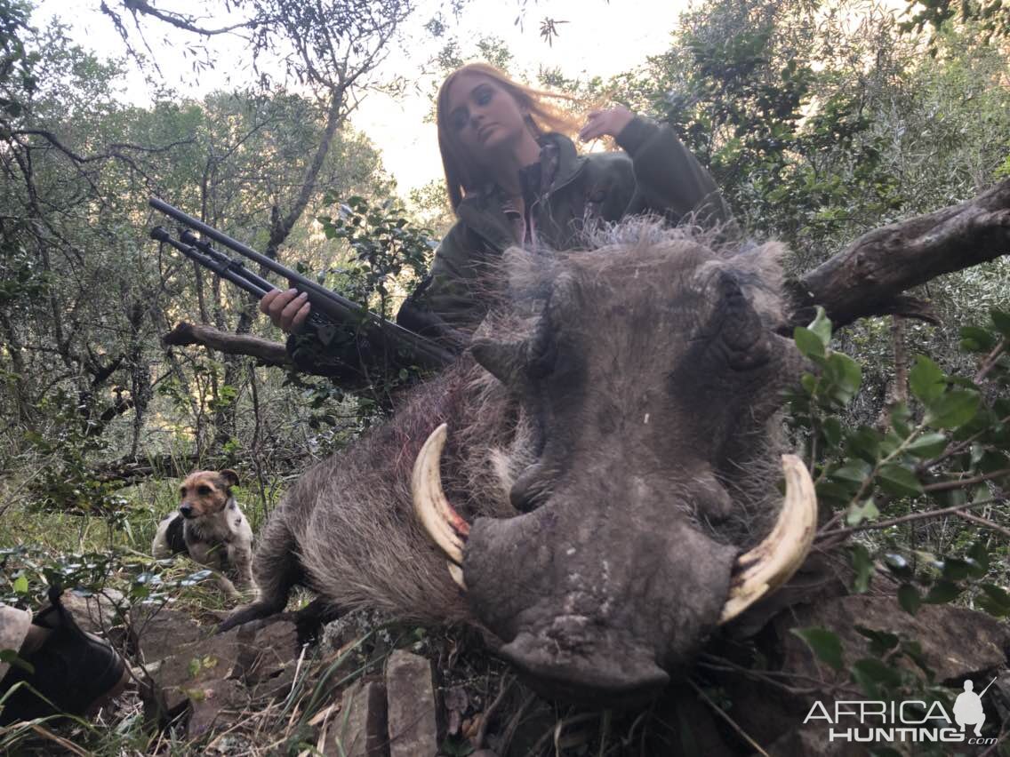 South Africa Hunt Warthog