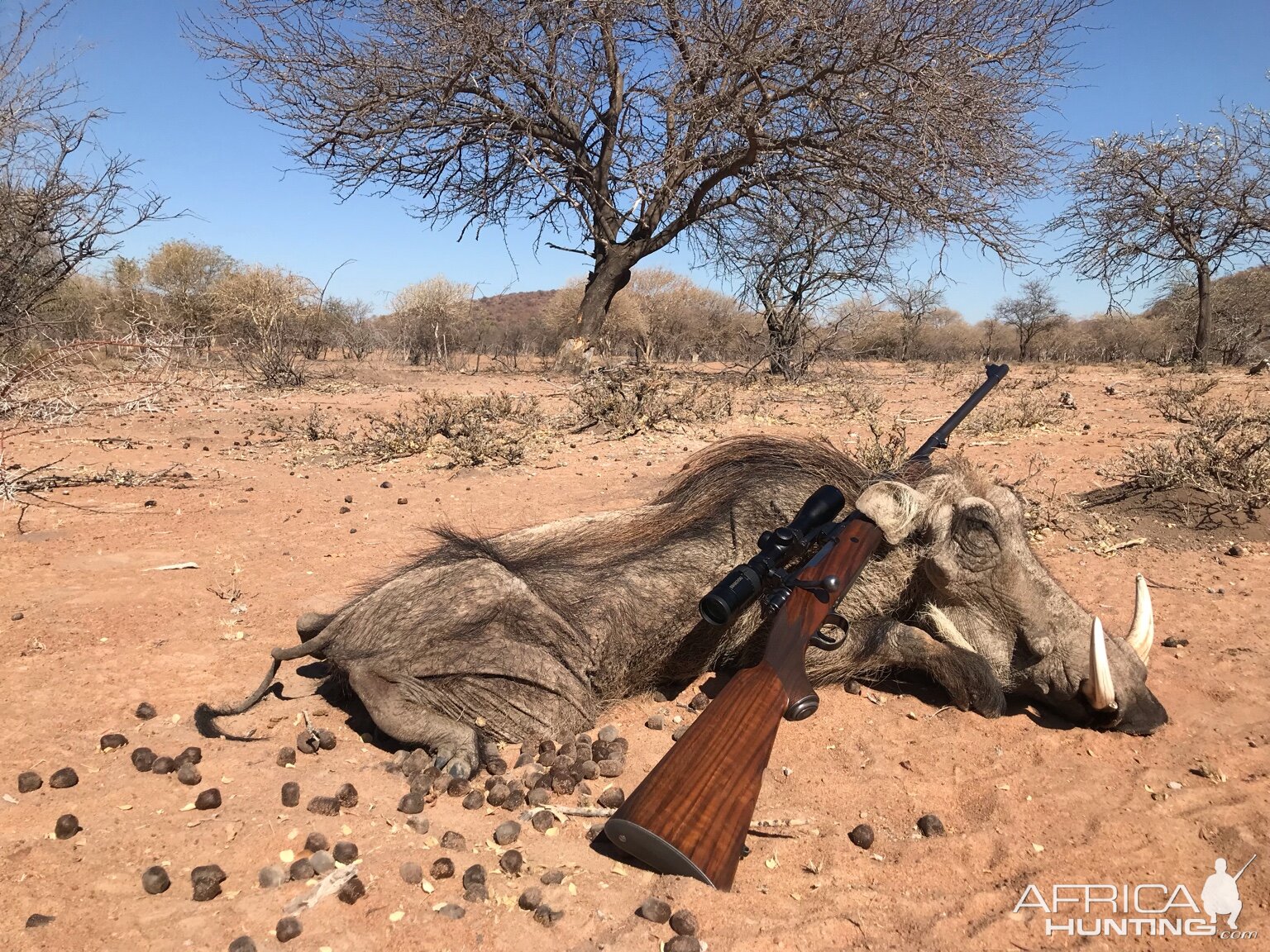 South Africa Hunt Warthog