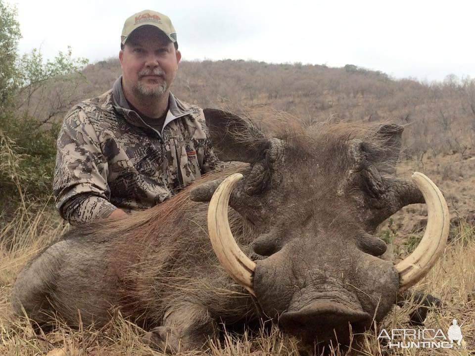 South Africa Hunt Warthog