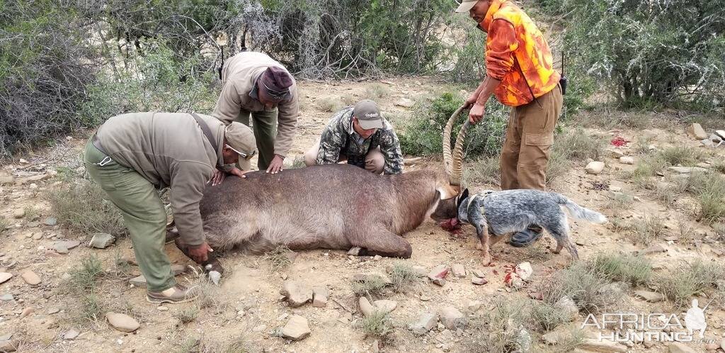 South Africa Hunt Waterbuck