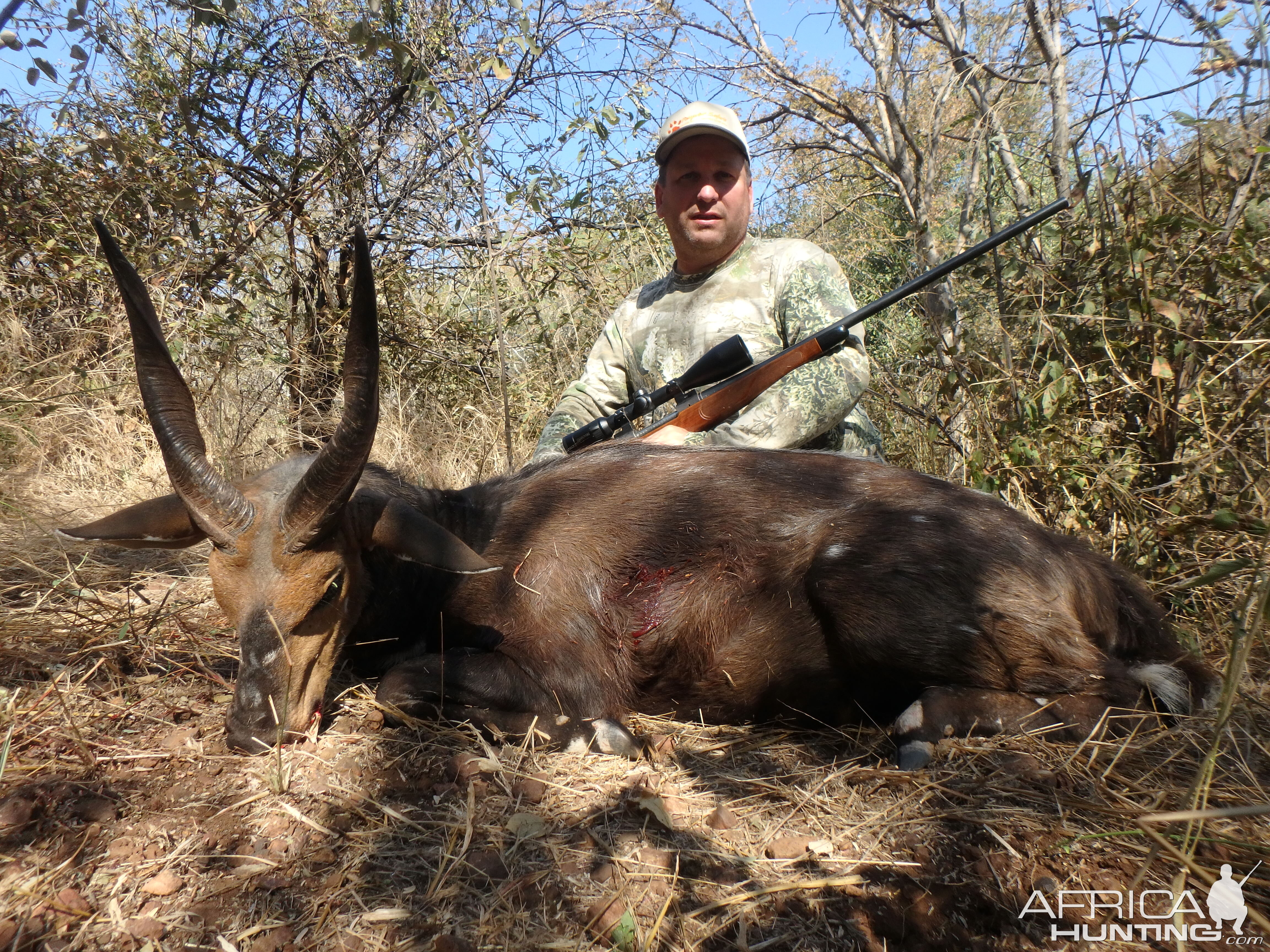 South Africa Hunting 14 1/2" Inch Bushbuck