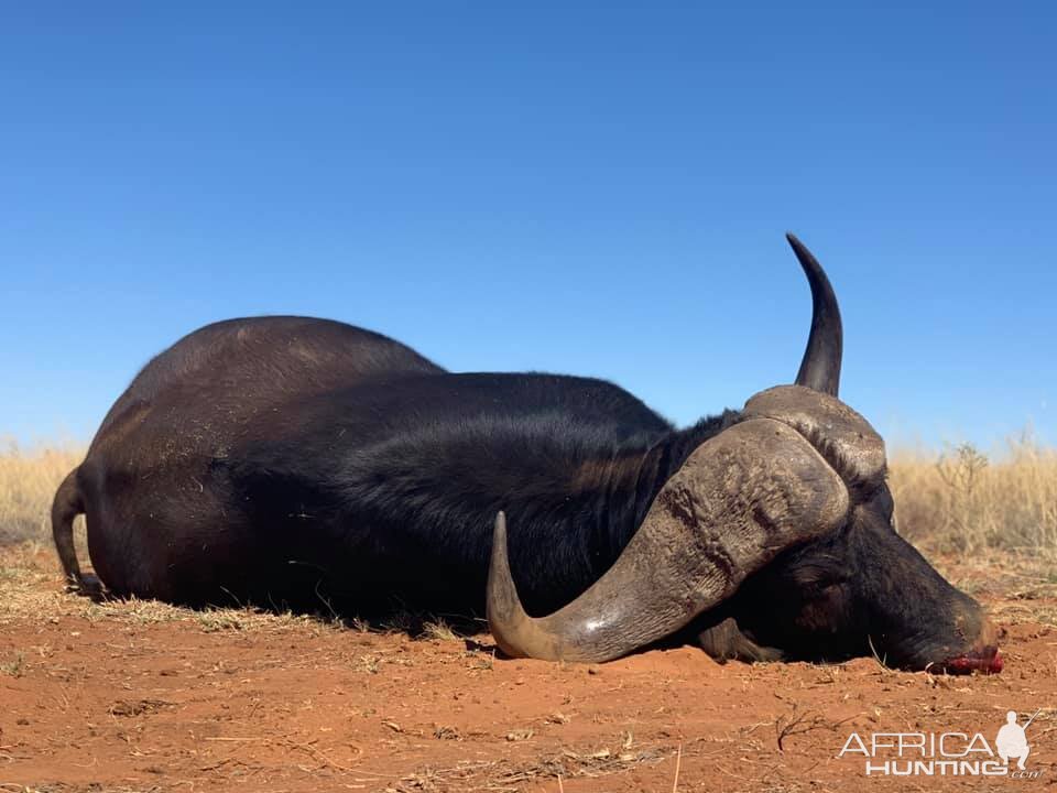 South Africa Hunting 42” Inch Buffalo